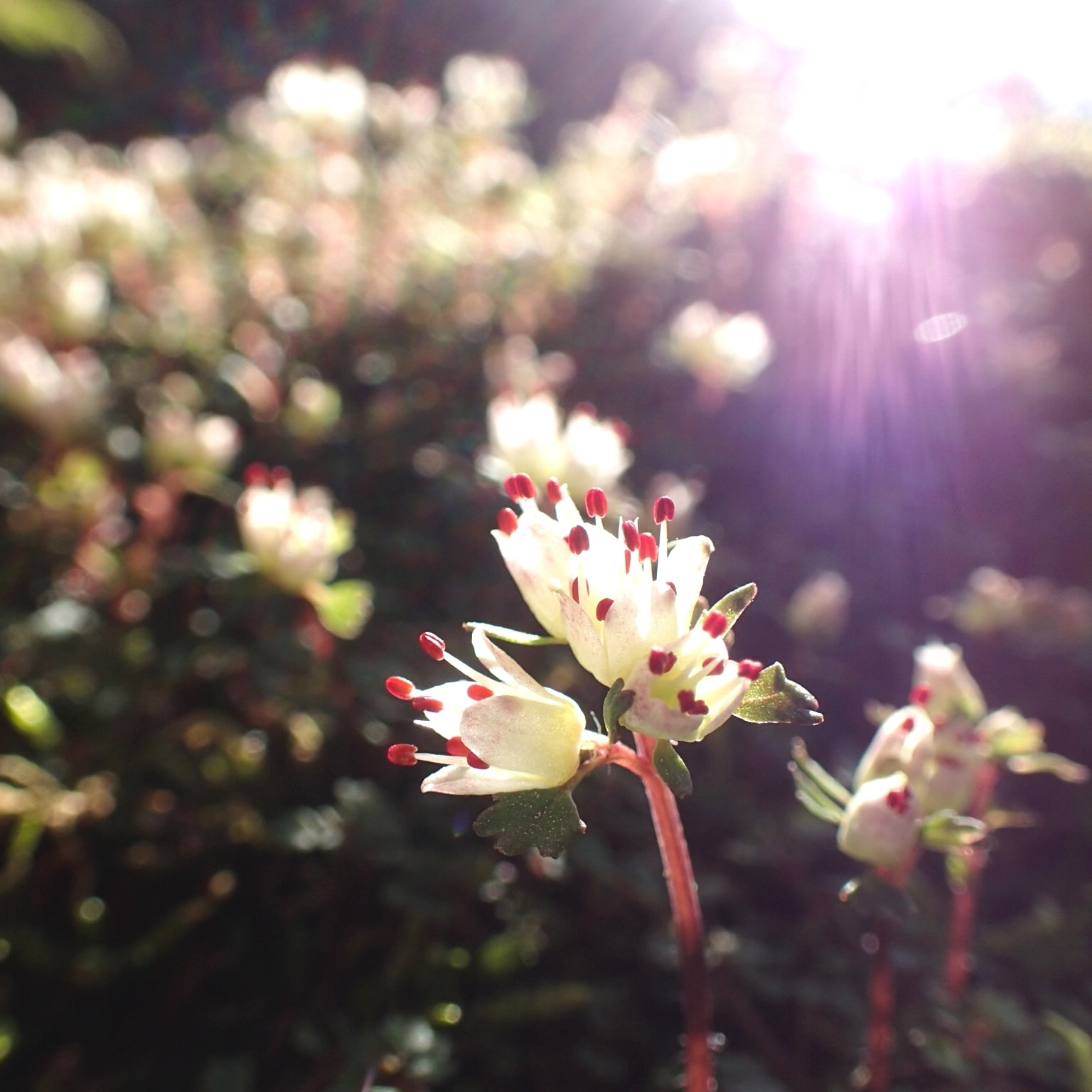 陽の光を浴びるハナネコノメ