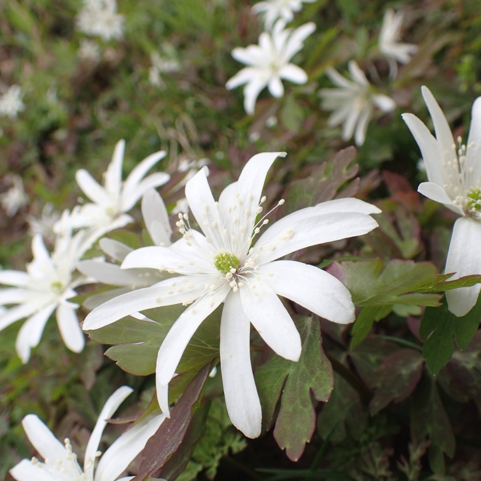 白い花がたくさん咲いている様子