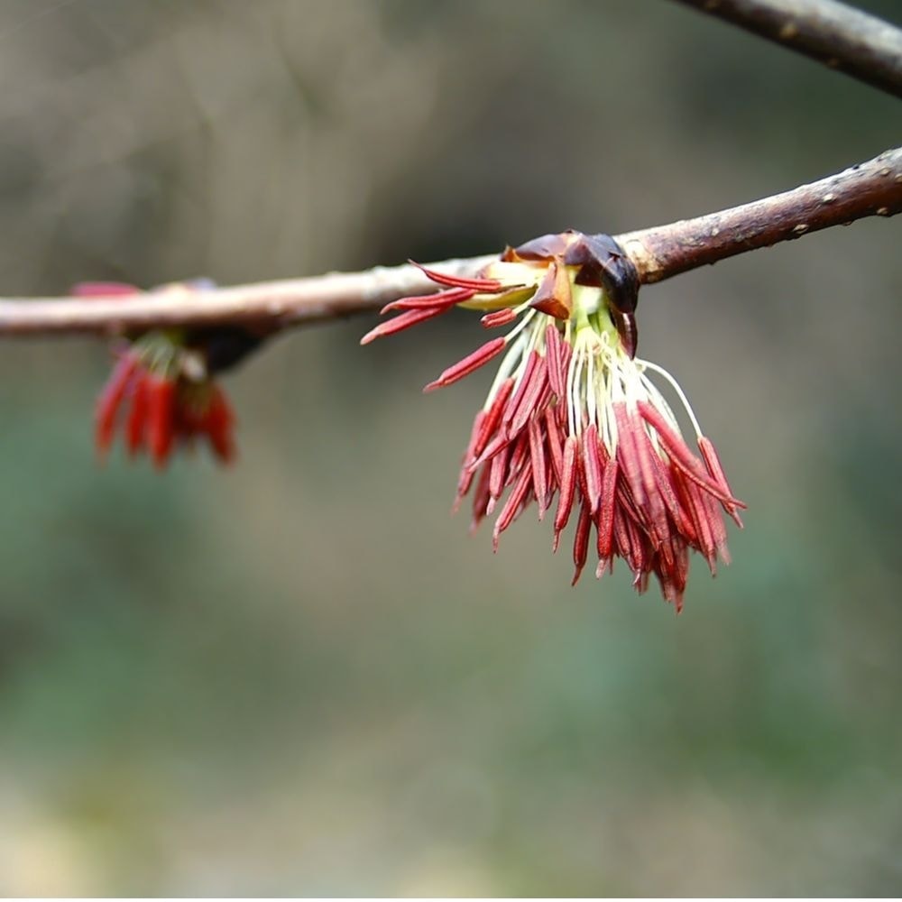 枝に咲いた赤い花