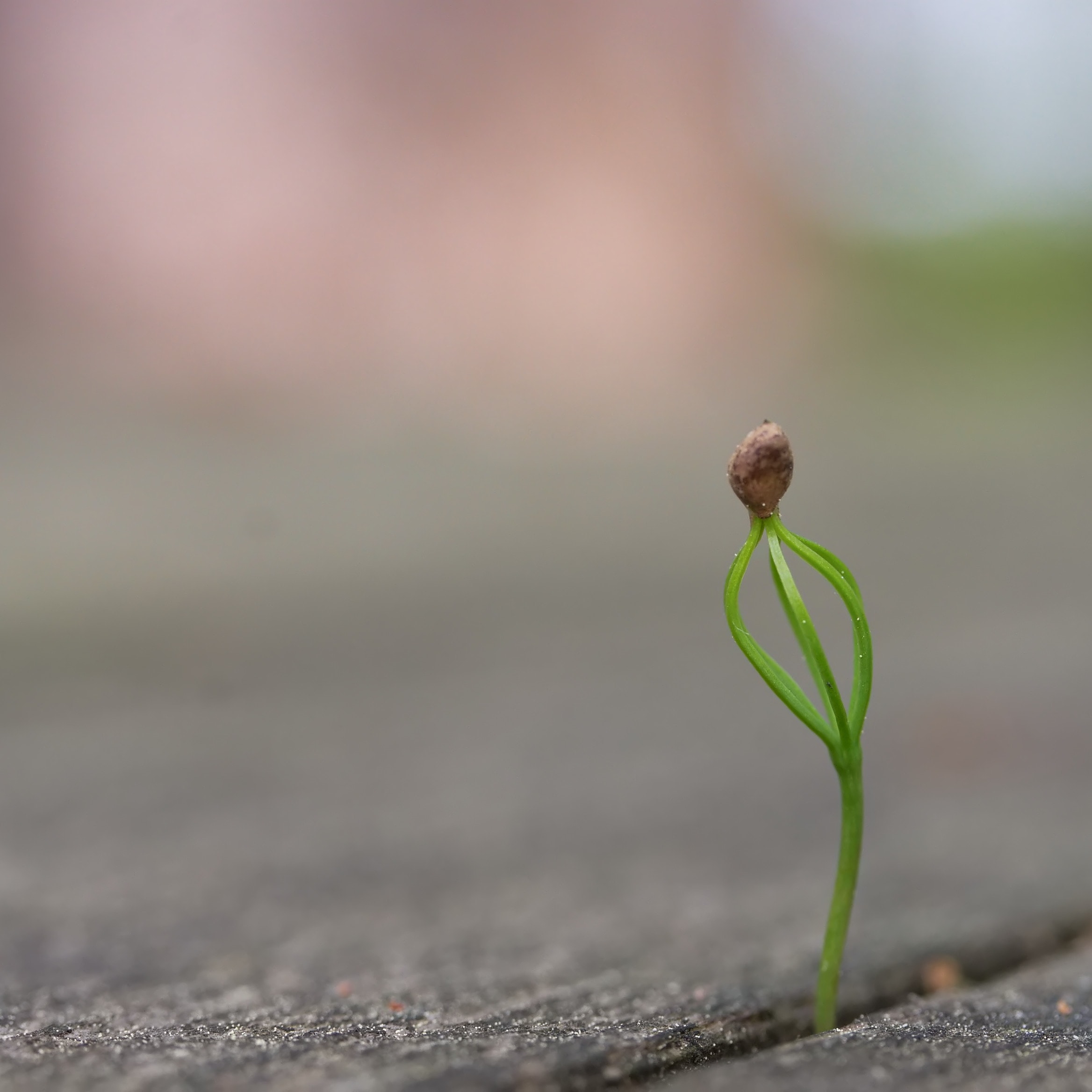 芽を出している葉の様子