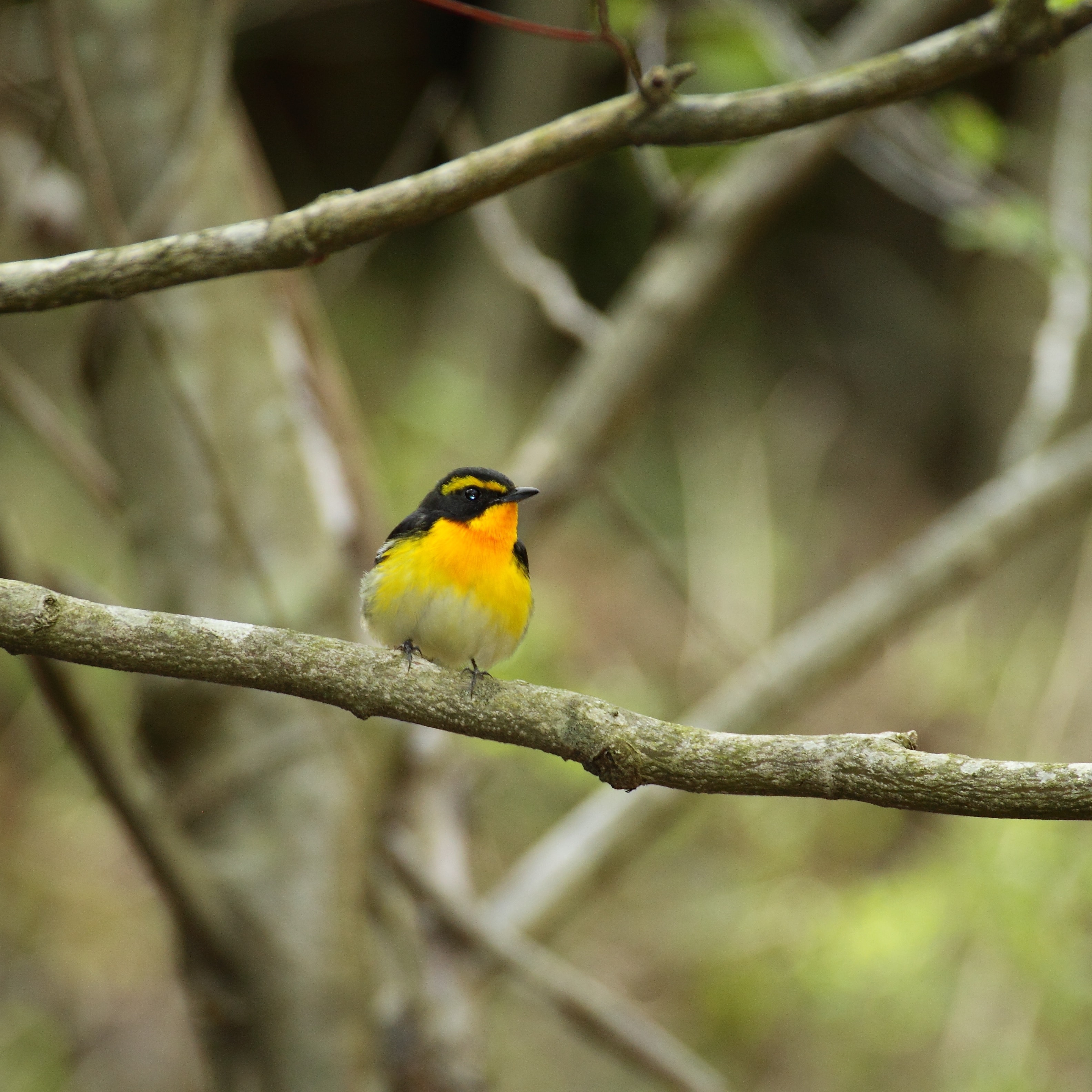 鮮やかな黄色い小鳥が木にとまっている様子