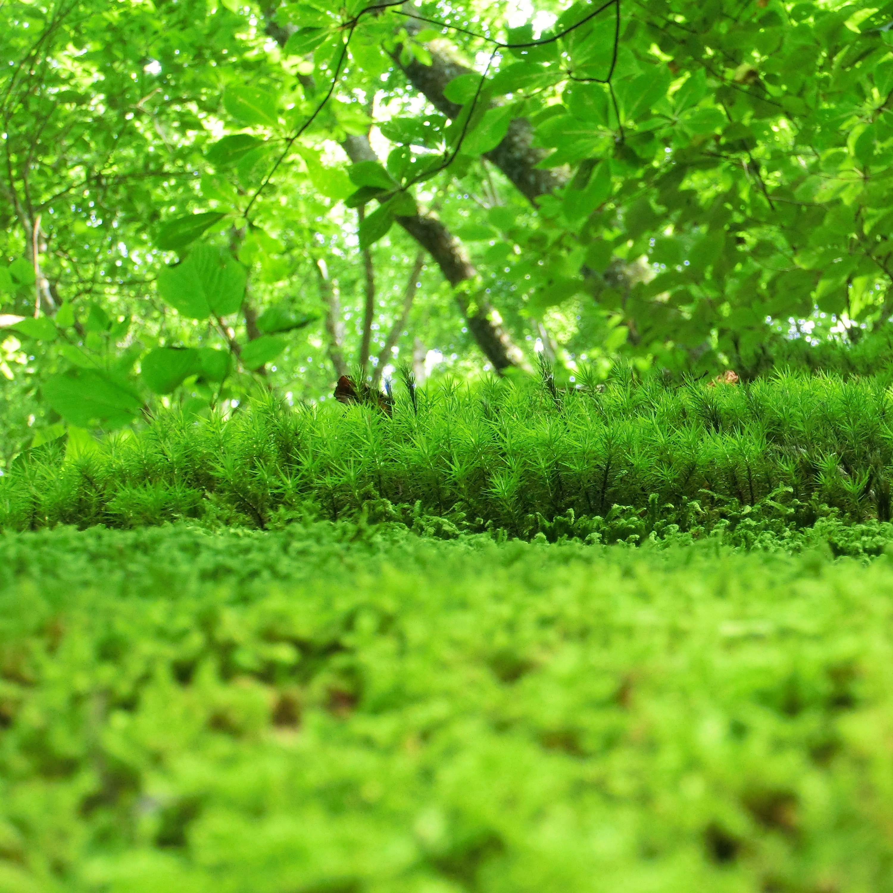 鮮やかな黄緑色のコケ
