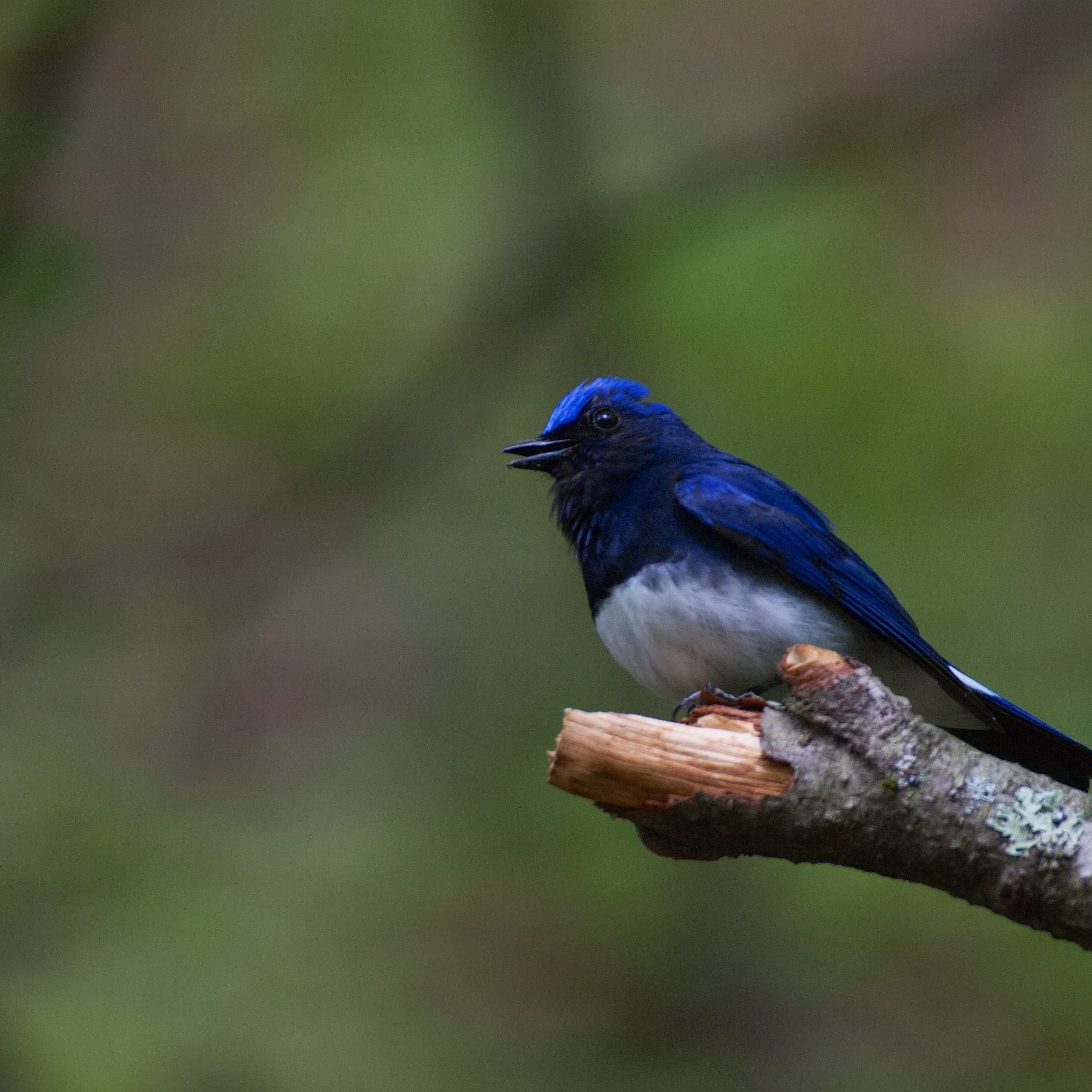瑠璃色のオオルリが鳴いている様子