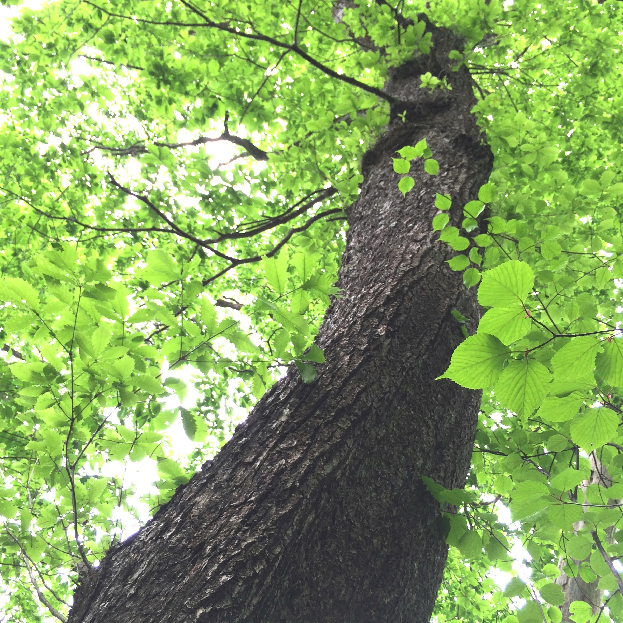 新緑を見上げた様子