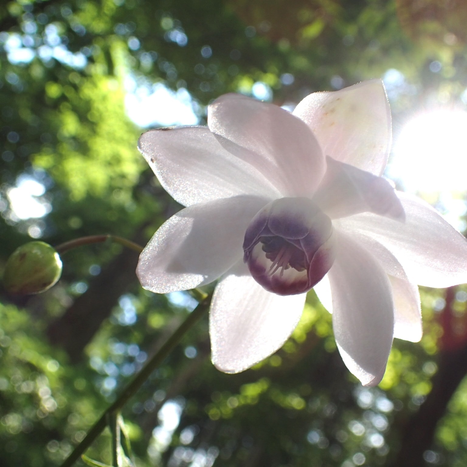 白い花が陽の光に透けている様子