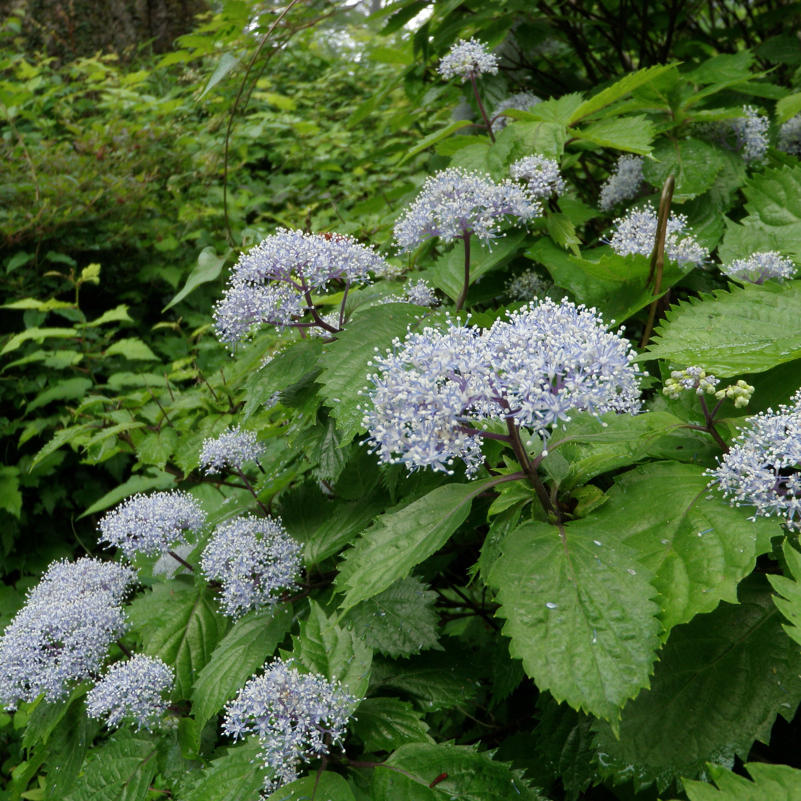 一面に咲いたコアジサイ