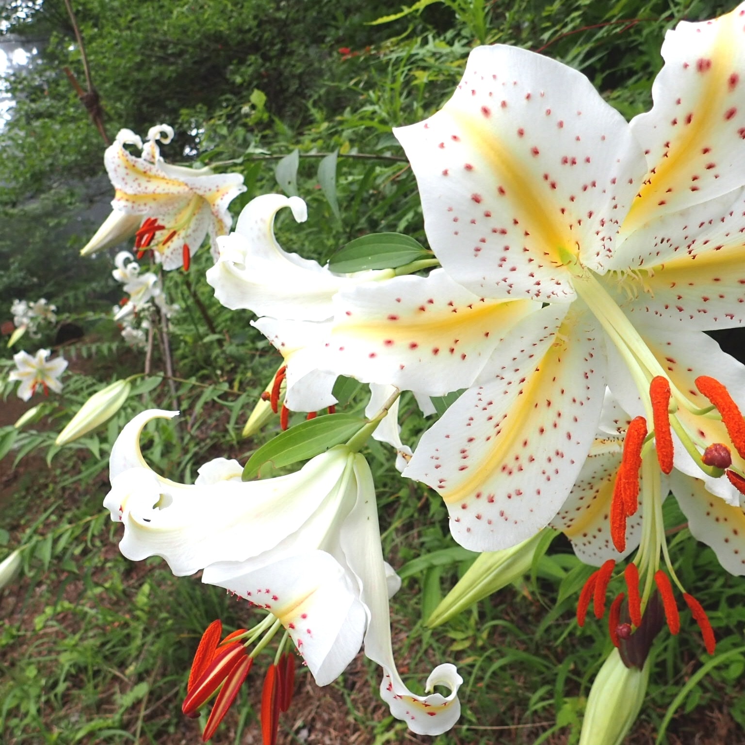 ヤマユリのアップ