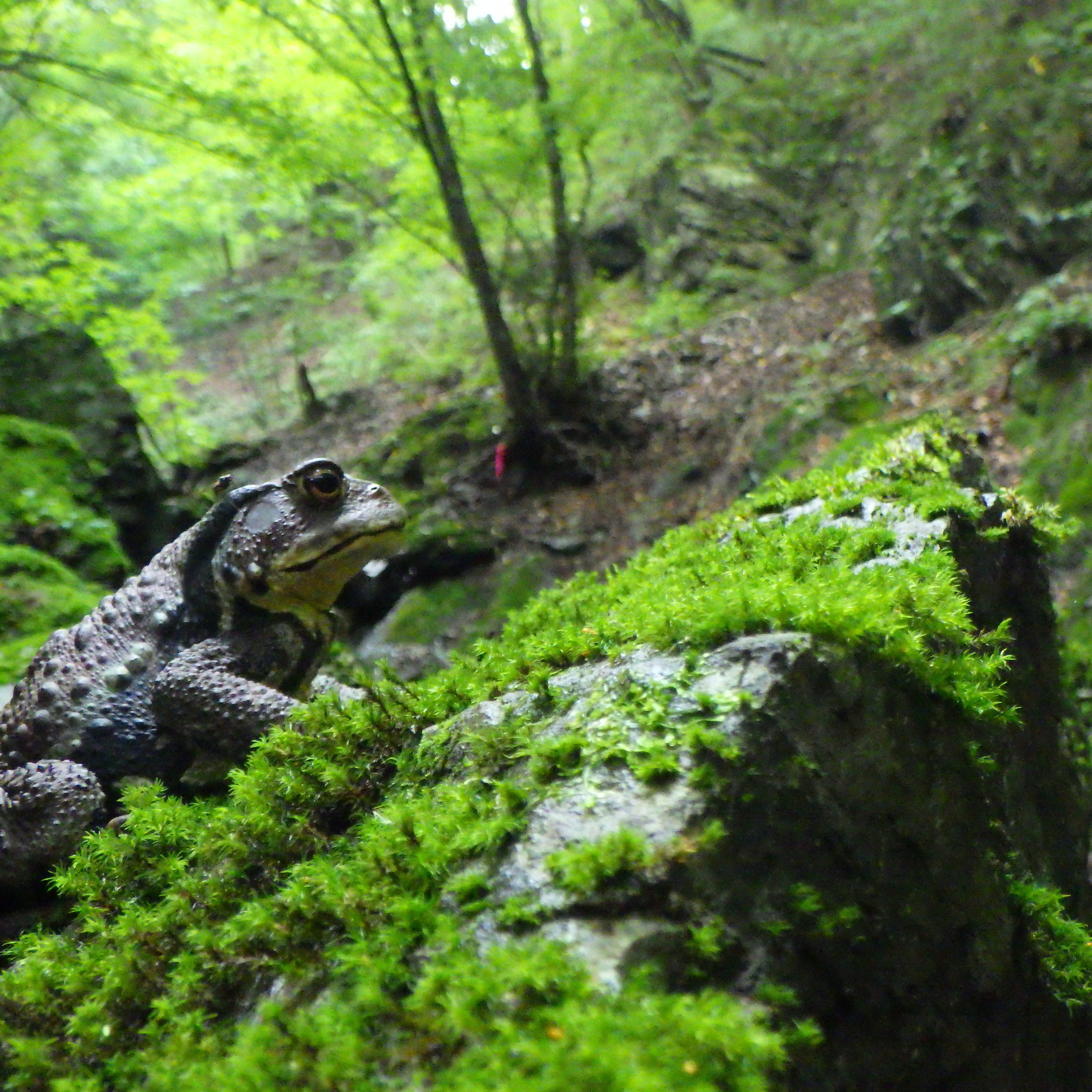 鮮やかなコケの上にいるアズマヒキガエル