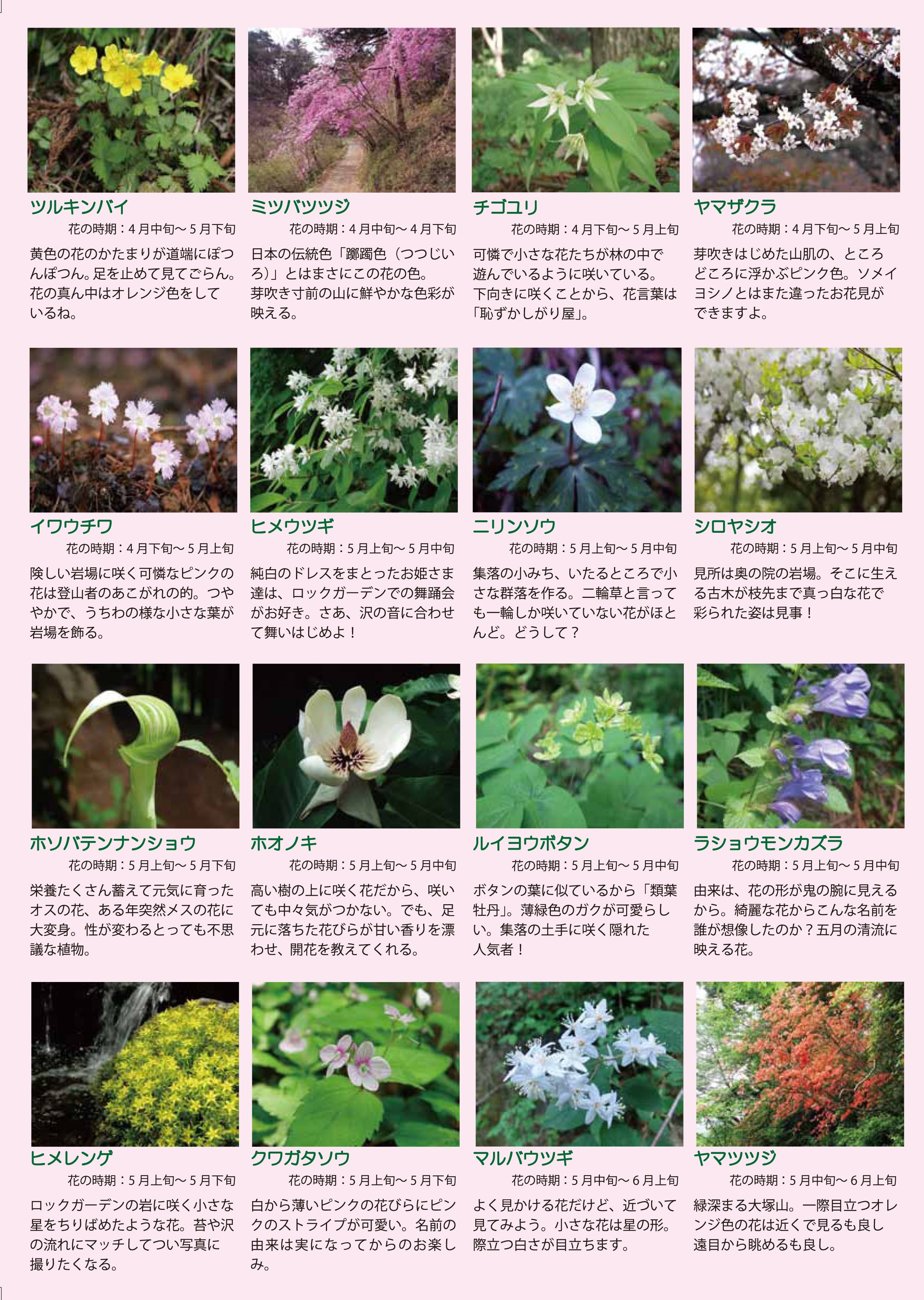 「みたけ彩」春の開花植物　裏