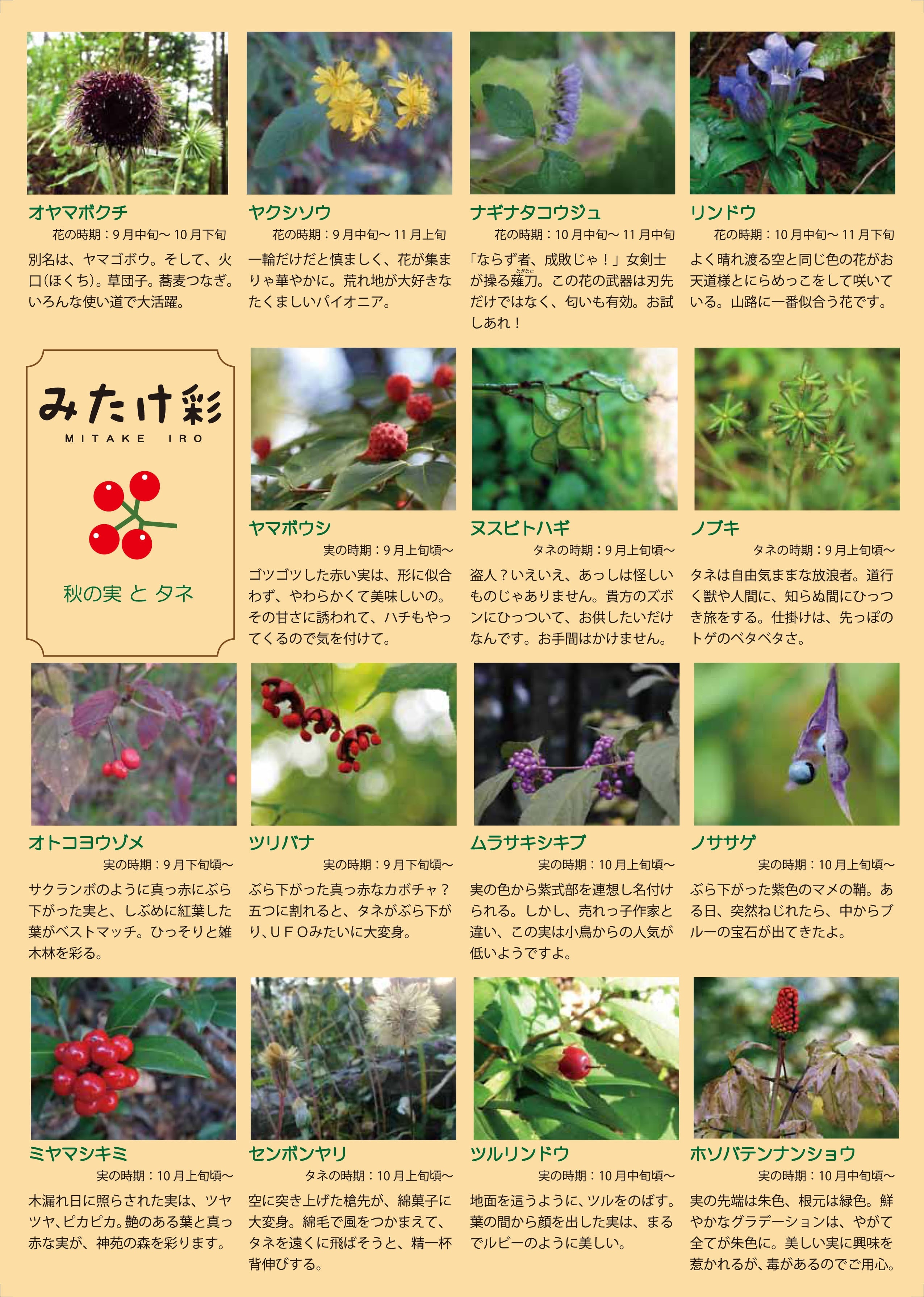 「みたけ彩」秋の開花植物と実　裏