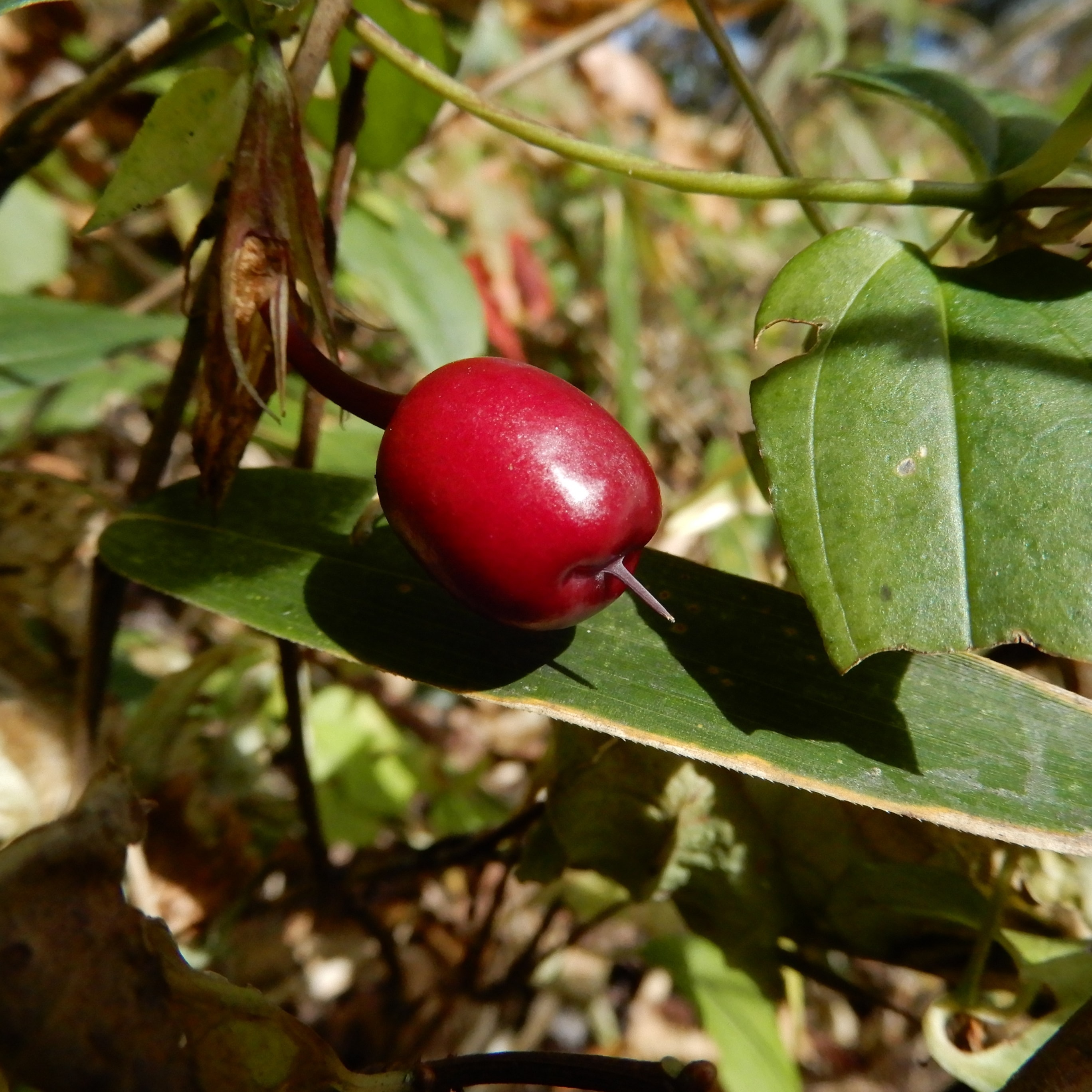 赤い実がなっている様子