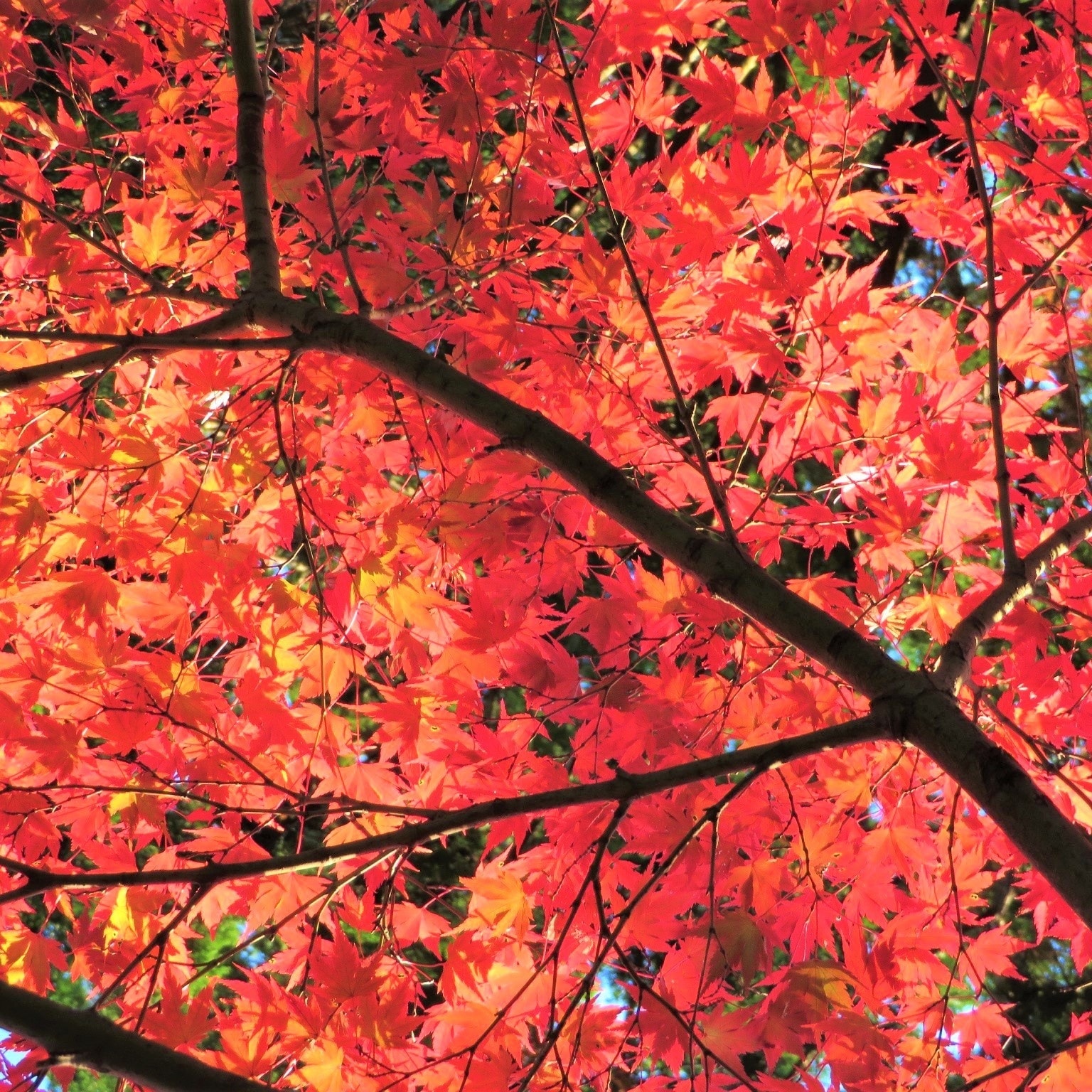 鮮やかな紅葉を見上げた様子