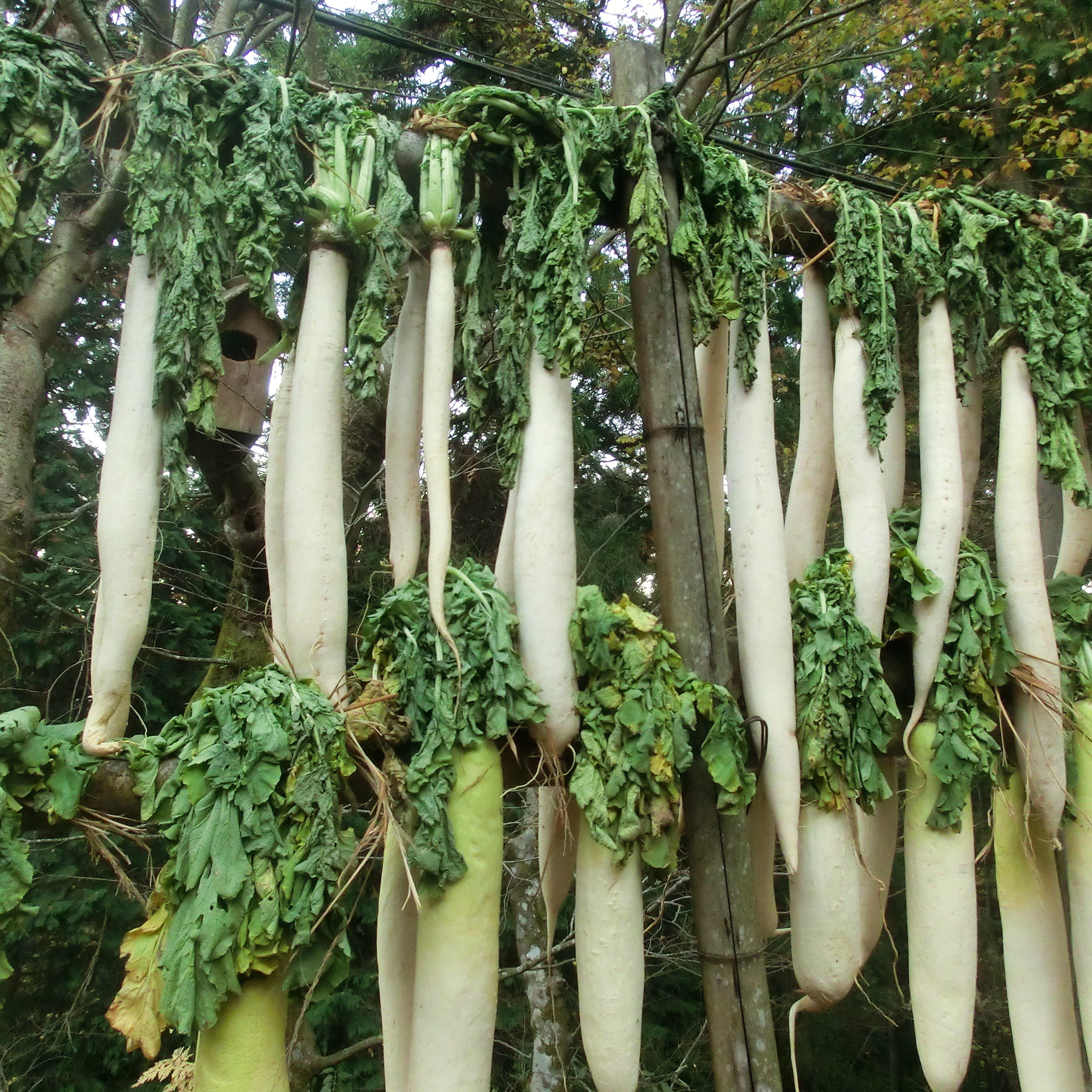 たくさんの大根が干されている様子