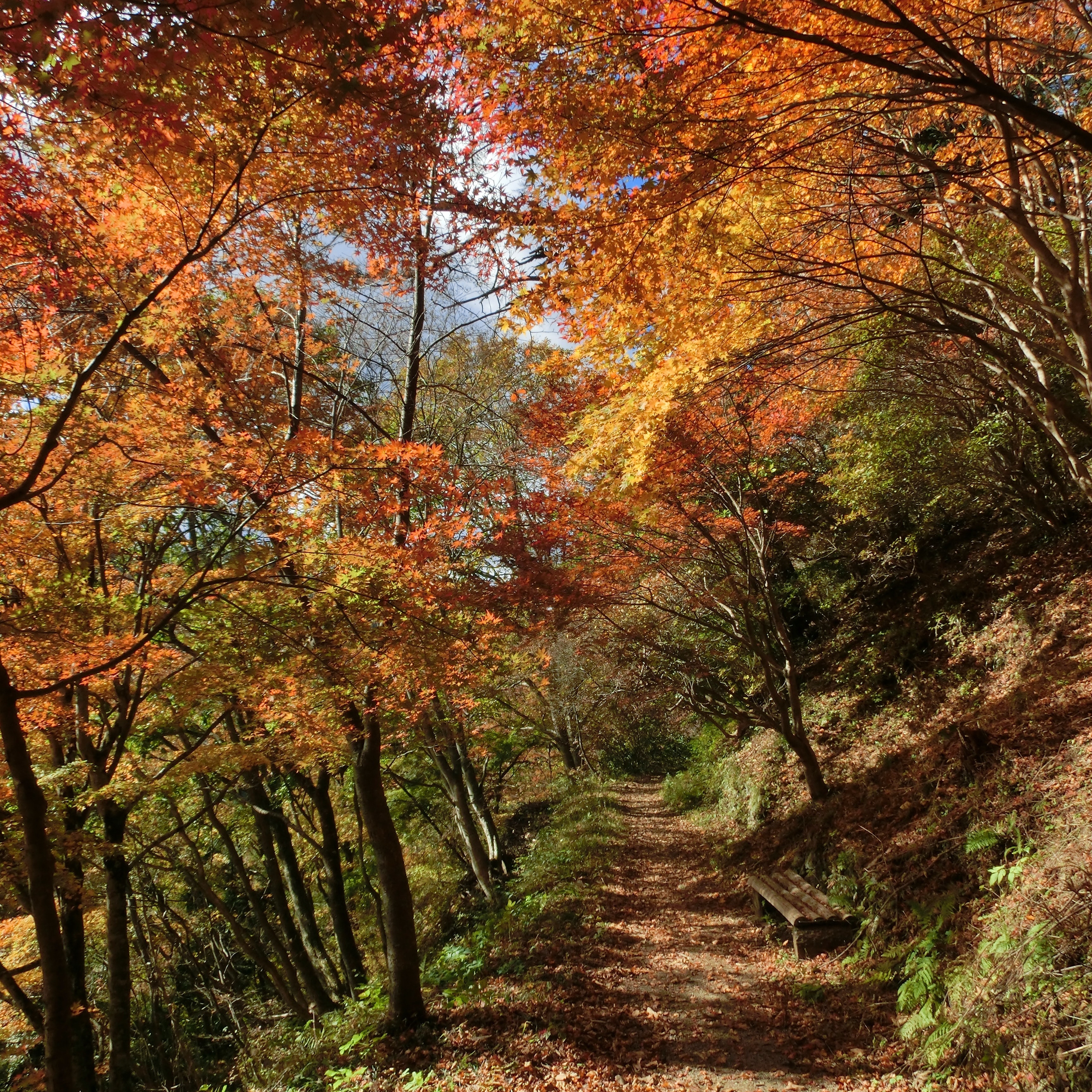 紅葉の道