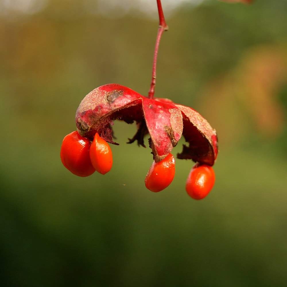 赤い実をつけた逆さまの植物のアップ