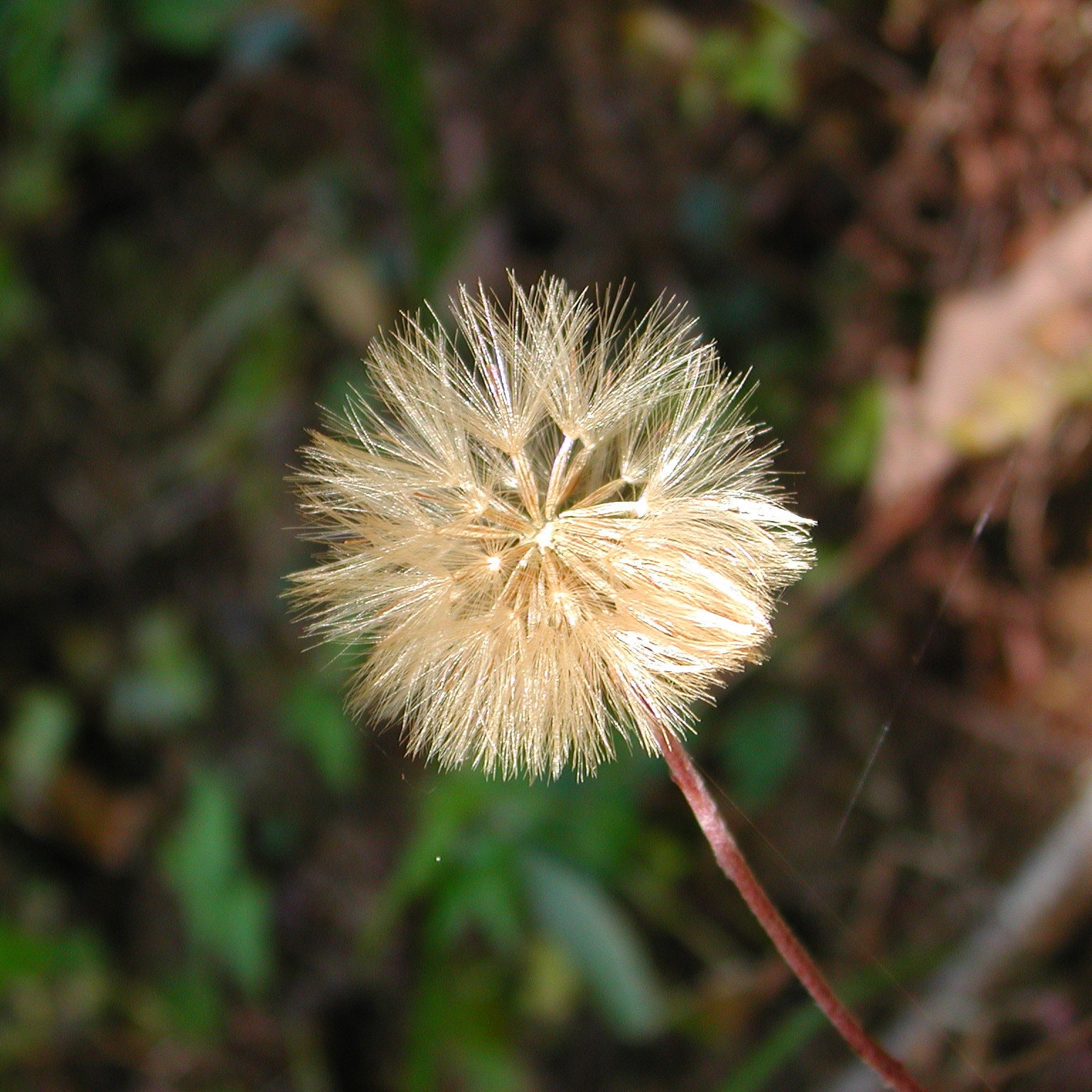センボンヤリの綿毛
