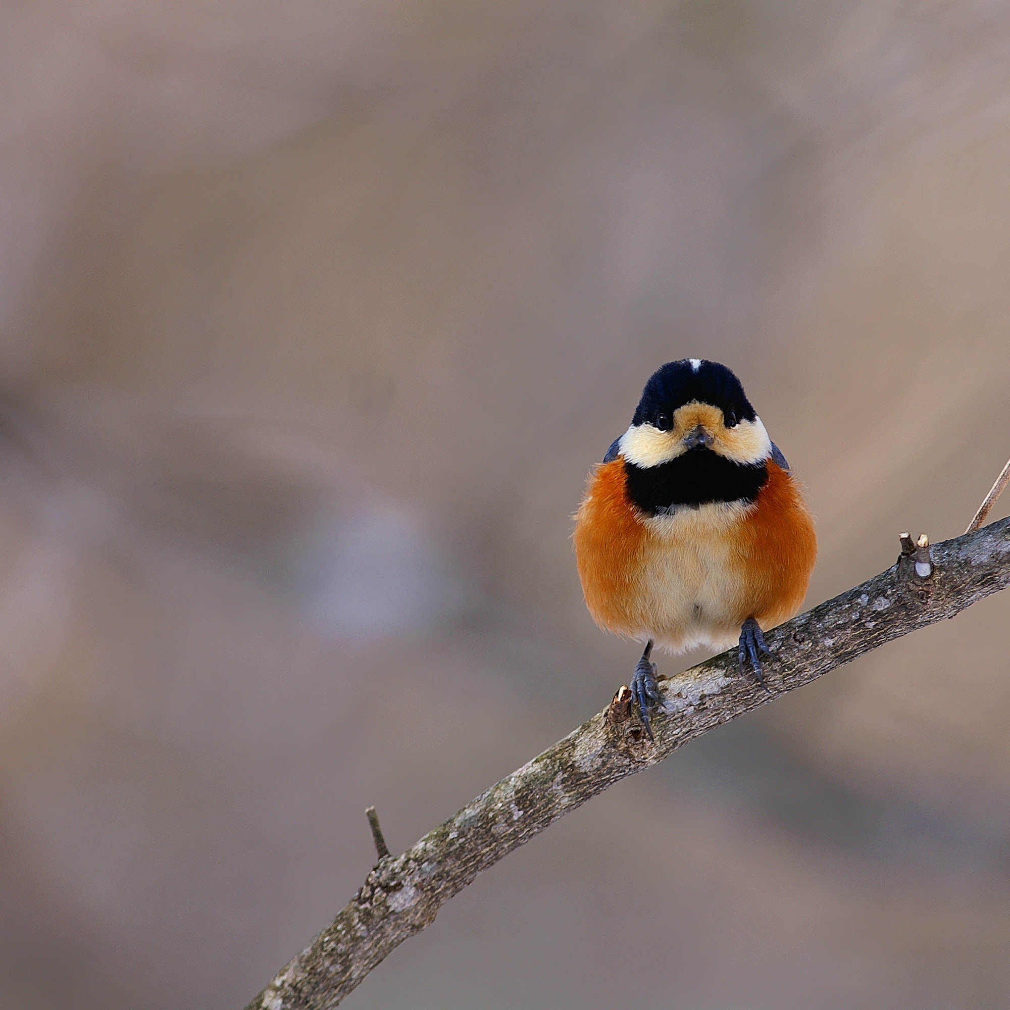 木に留まっているふっくらとしたヤマガラ