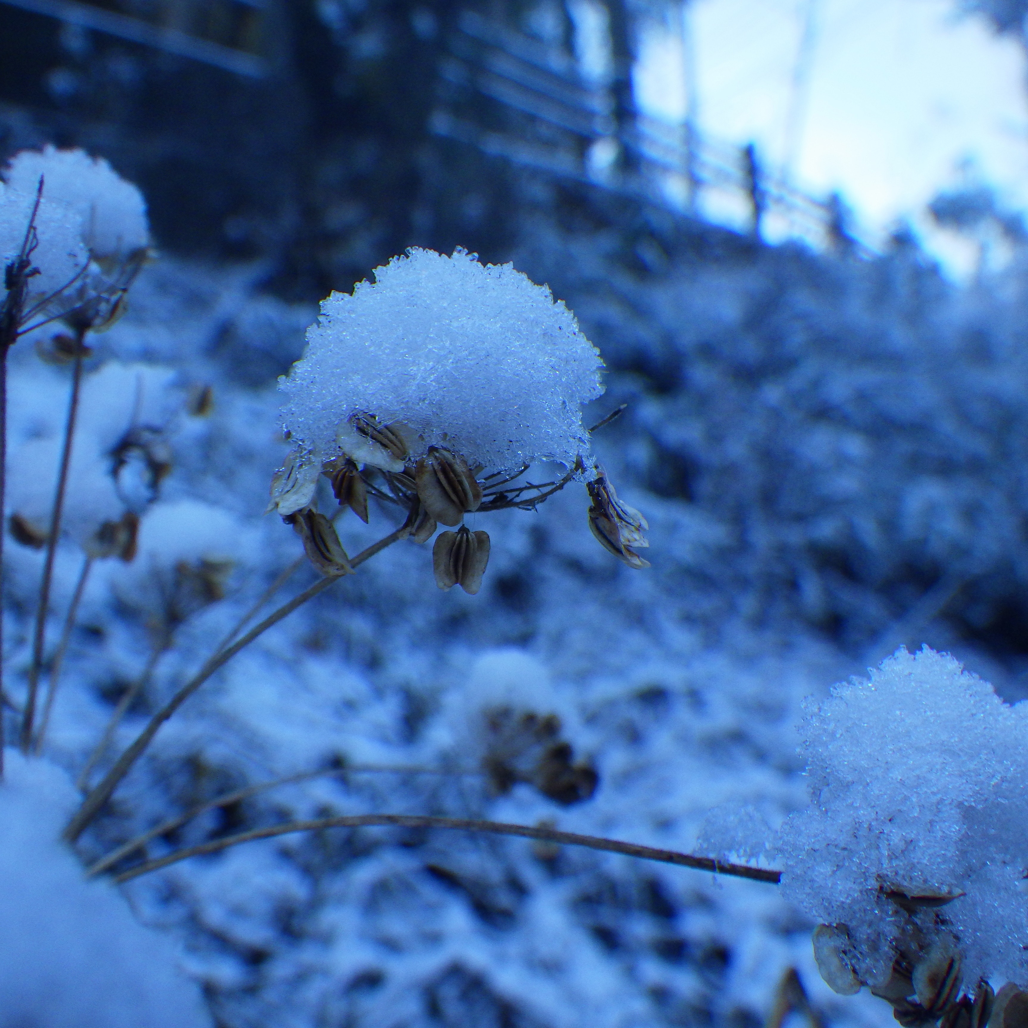 雪が積もった植物のアップ