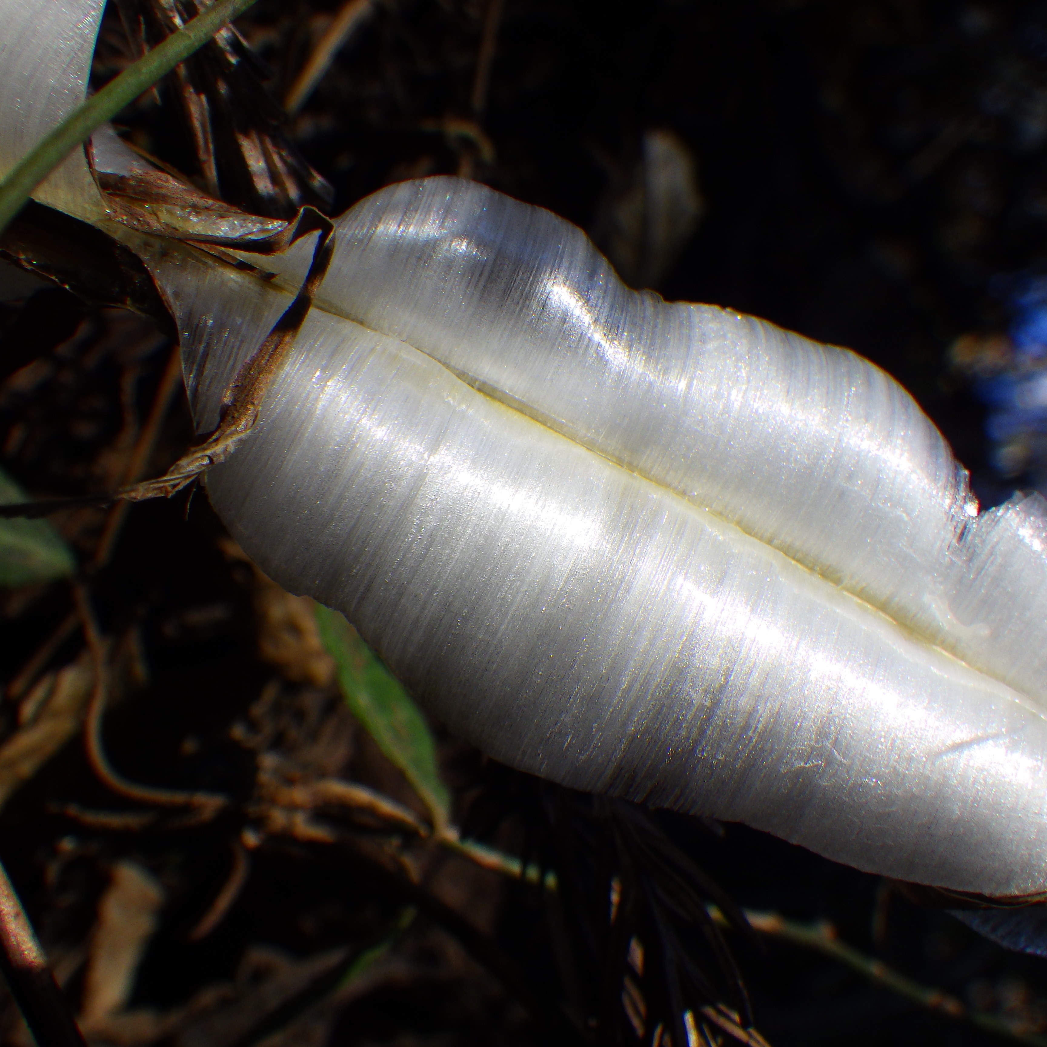 氷の花のアップ