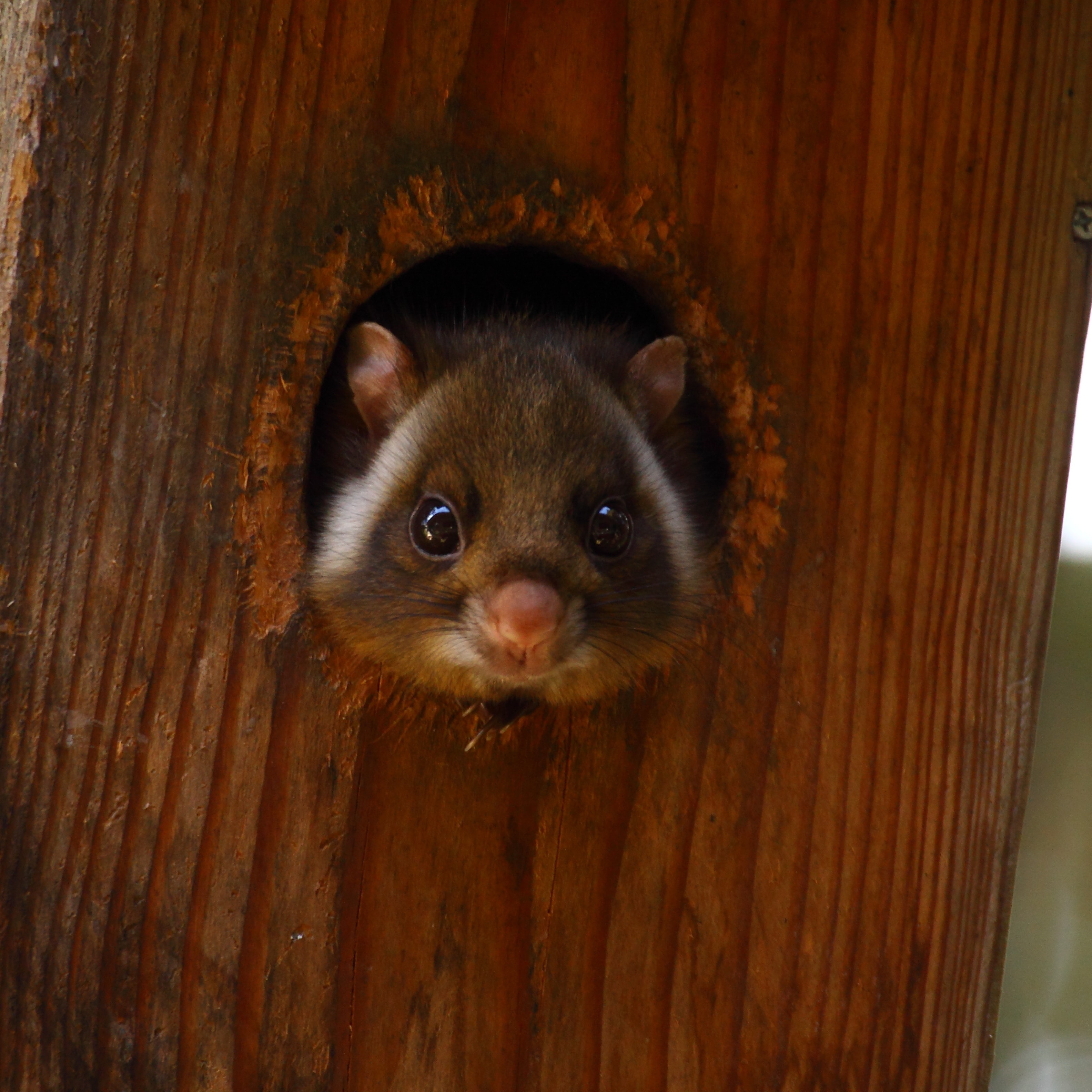 巣穴から顔を出している様子