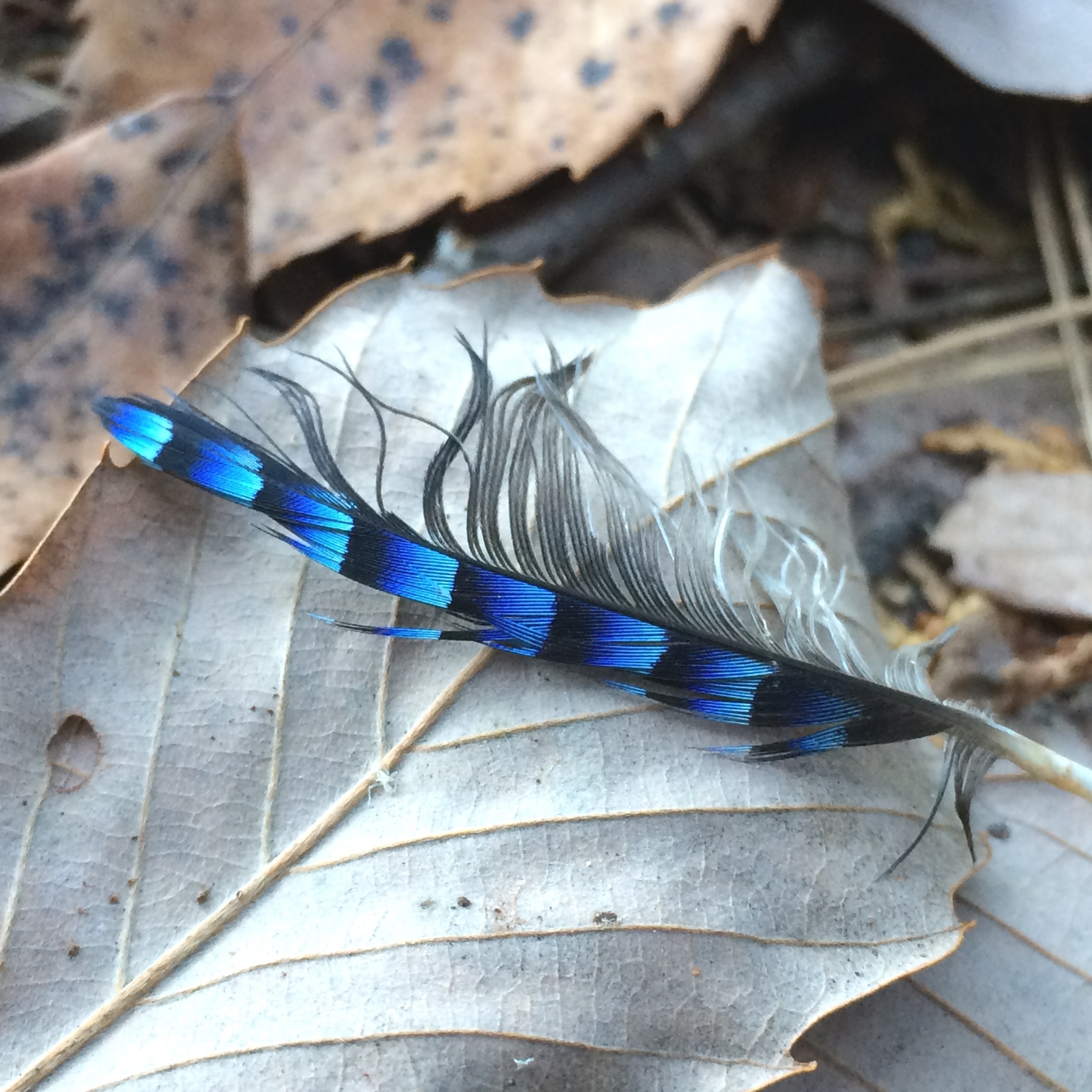 鮮やかなカケスの羽