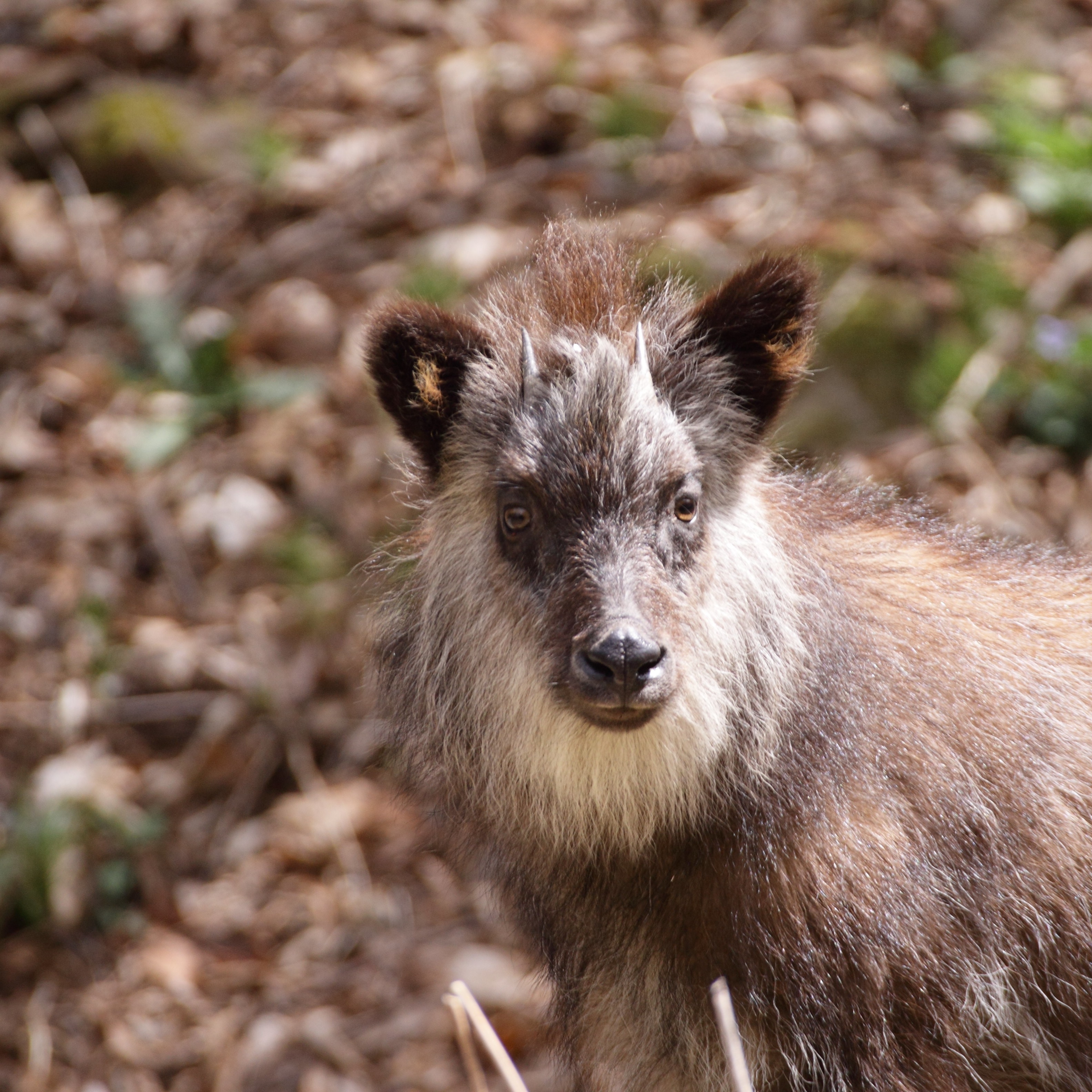 一頭のニホンカモシカ