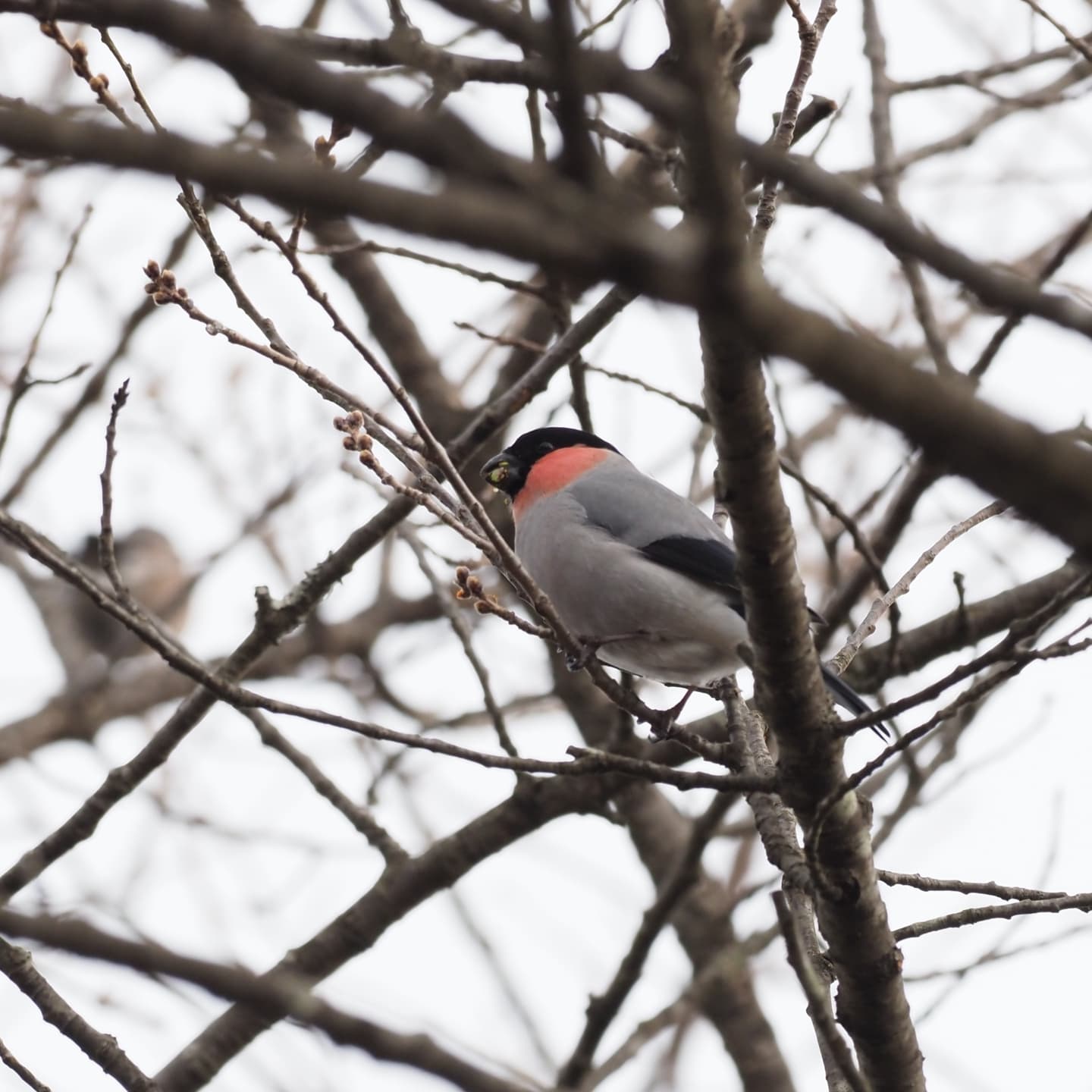枝にとまるウソの後ろ姿