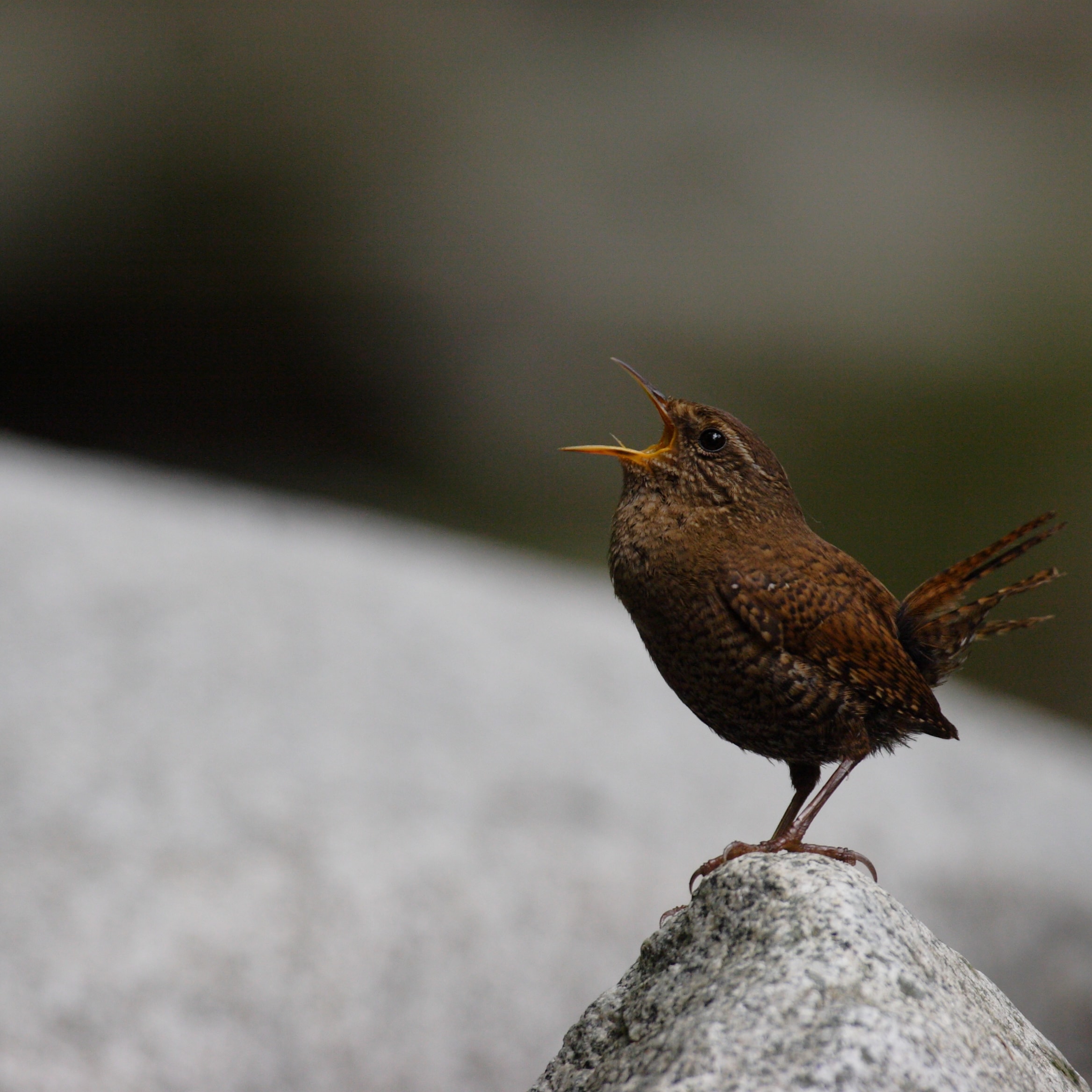 鳴いている茶色い鳥の様子