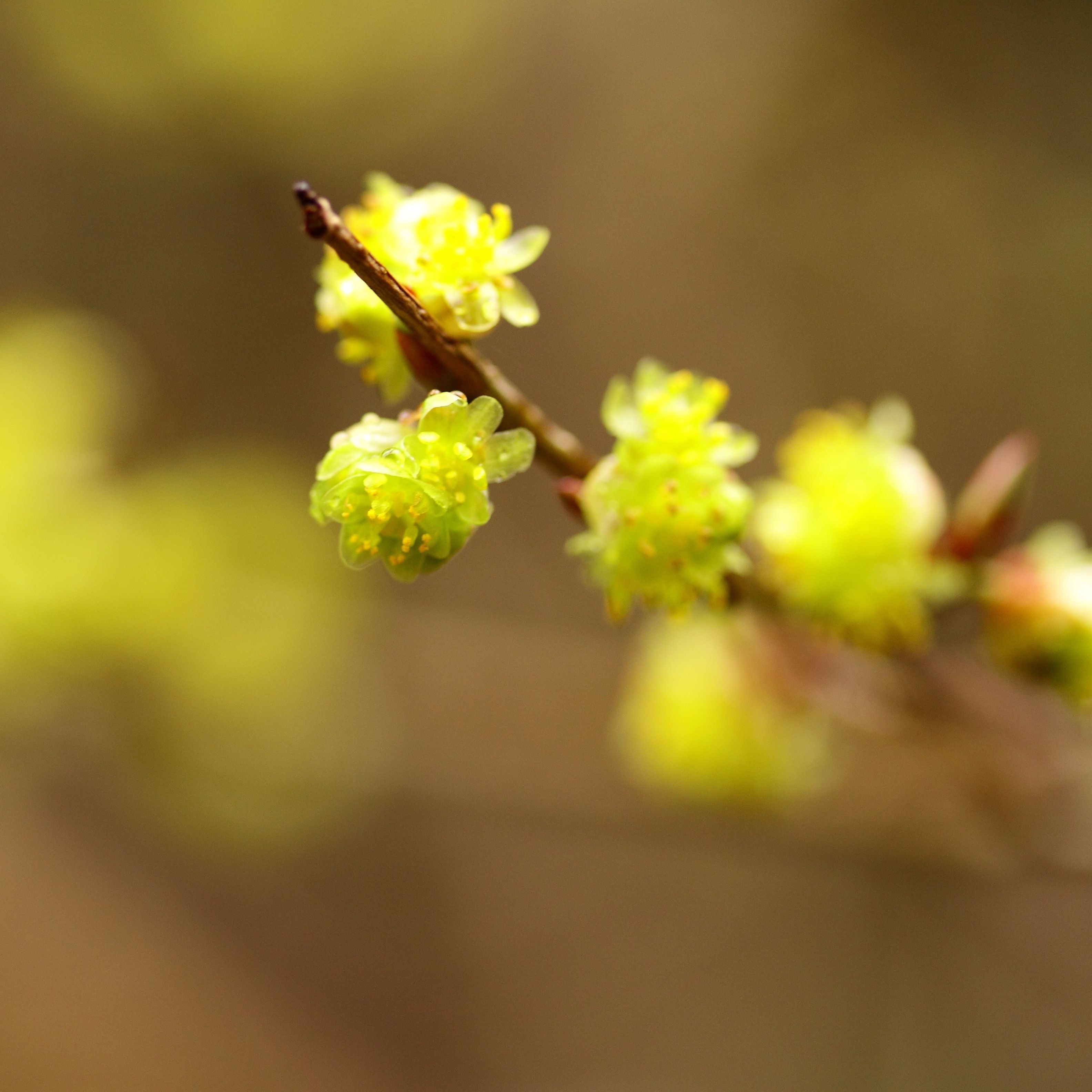 黄色い花のアップ