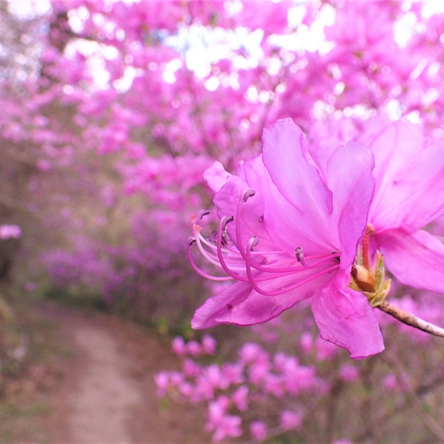 一面に咲いたツツジ