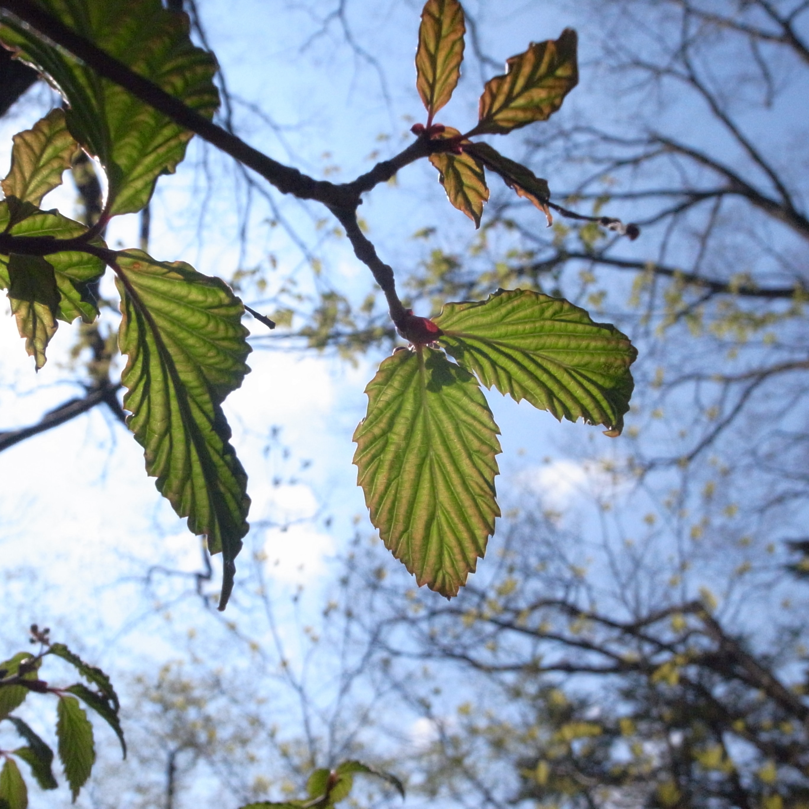 新芽を見上げた様子