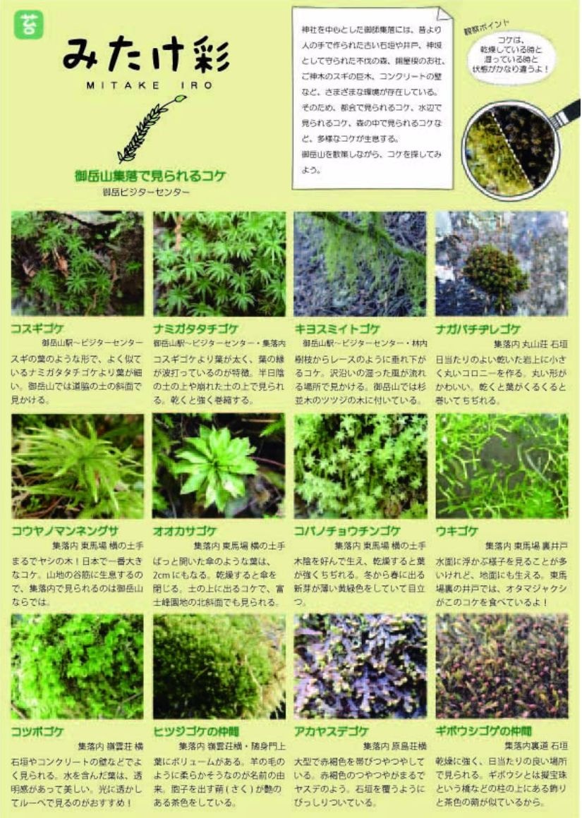 「みたけ彩」集落内で見られるコケ　表