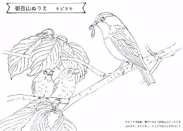 御岳山ぬりえ　キビタキ
