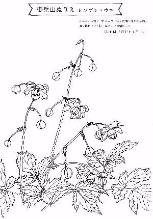 御岳山ぬりえ　レンゲショウマ
