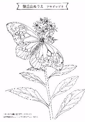 御岳山ぬりえ　アサギマダラ