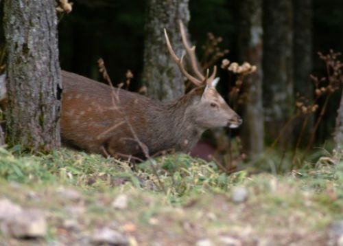 ニホンジカのオスが木立にいる様子