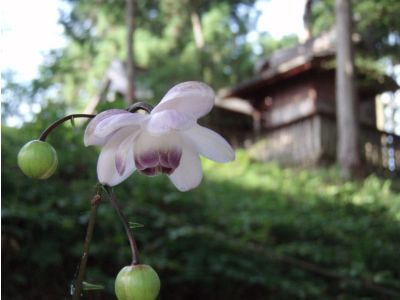 薄紫色のレンゲショウマの花のアップ