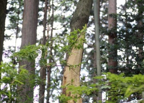 樹皮が一部剥げてしまっている木