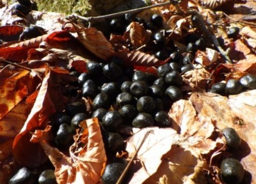 黒く丸い糞がたくさん落ちている