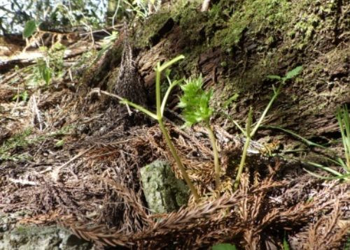 葉がなくなって茎だけになっている