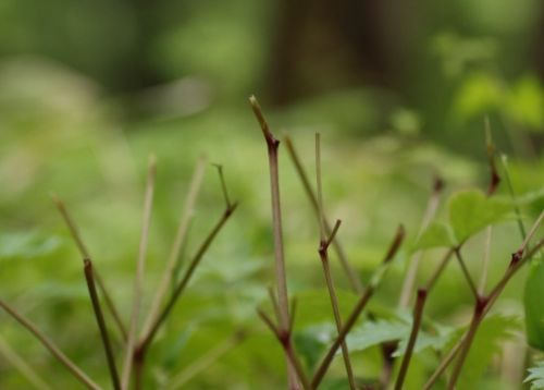 葉がなくなって茎だけになっているアップ
