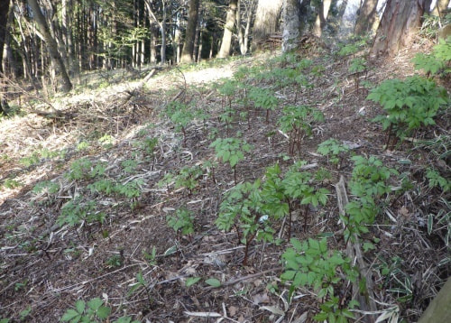 生い茂っているレンゲショウマ