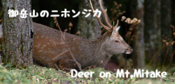 御岳山のニホンジカDeer on Mt,Mitake