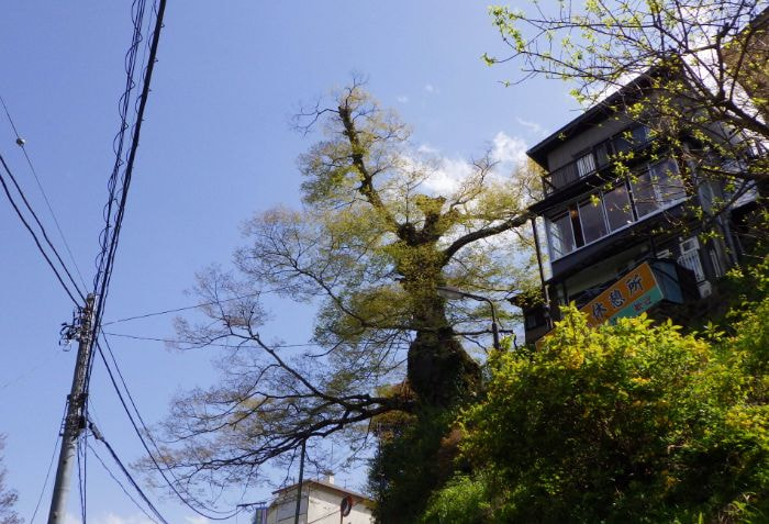 神代ケヤキを見上げた様子