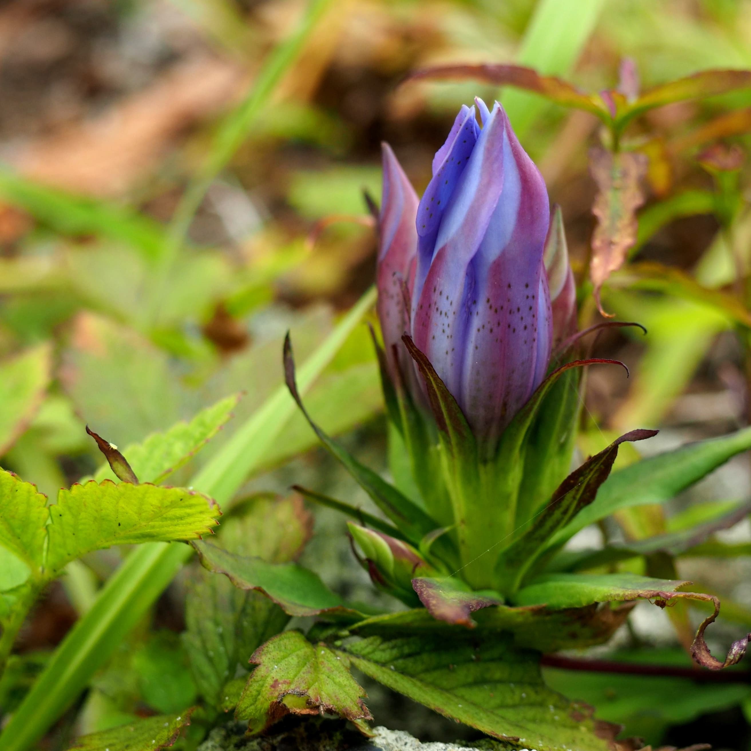 つぼみから咲きかけているリンドウの様子