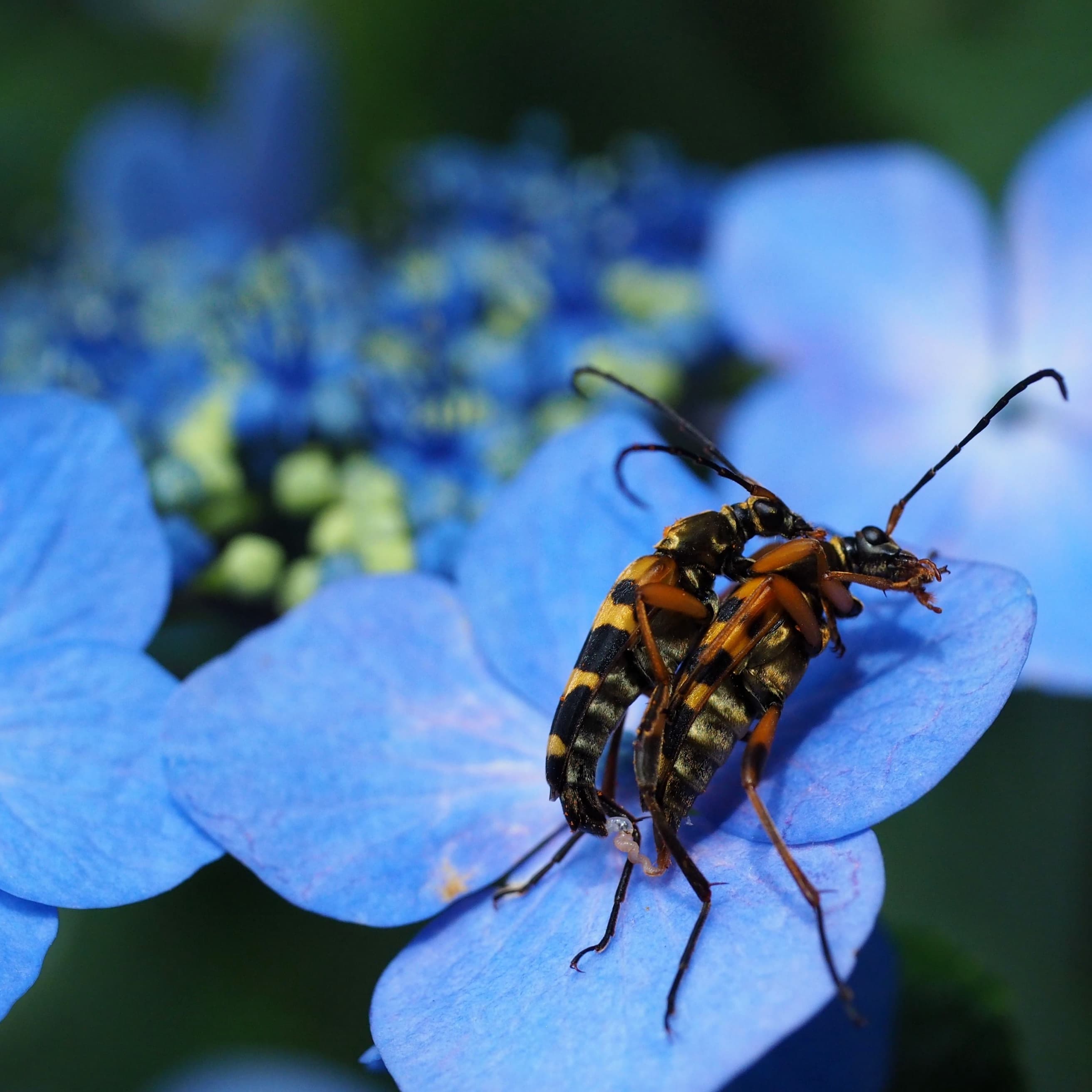 アジサイに留まる2匹のハチ