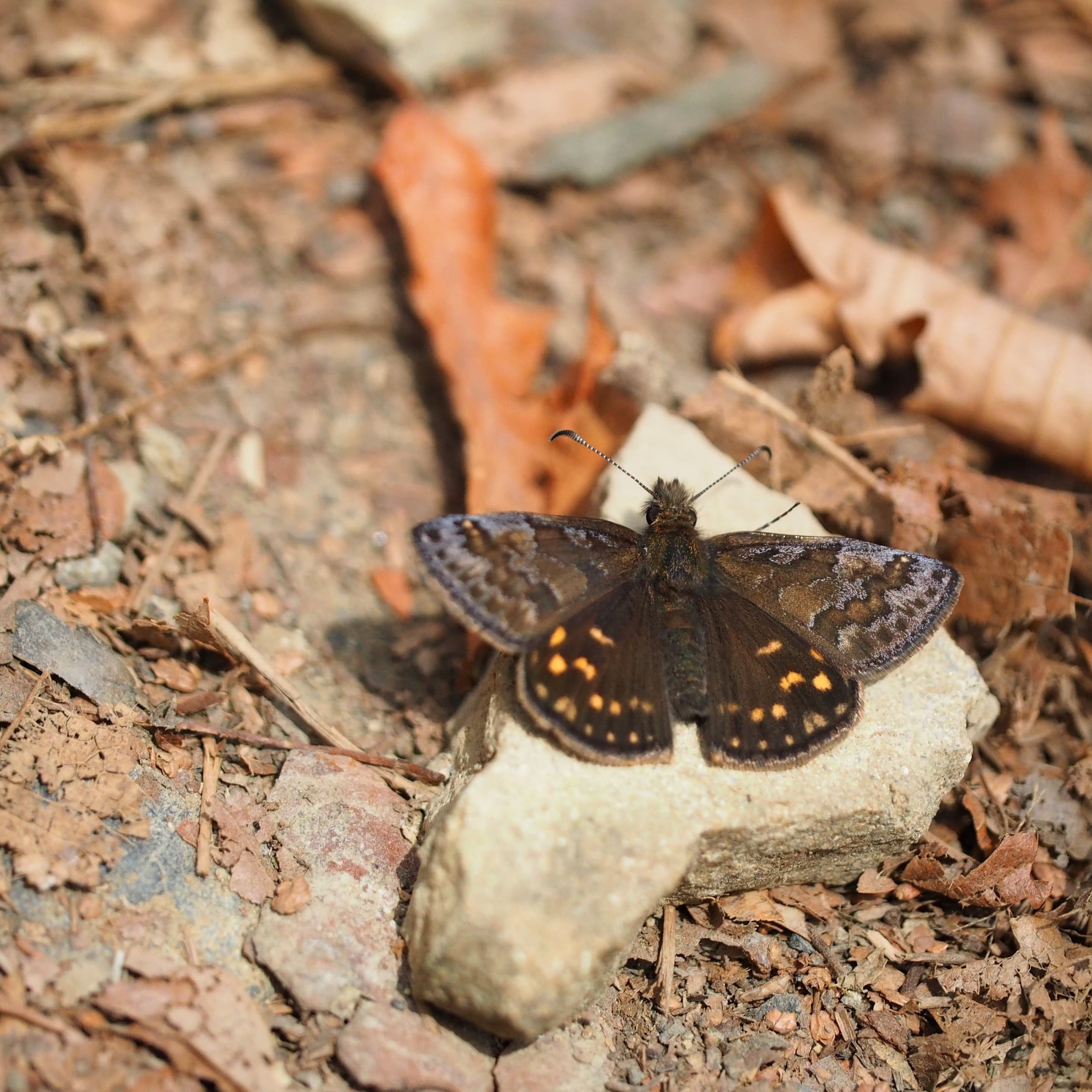 羽を広げて留まっている様子