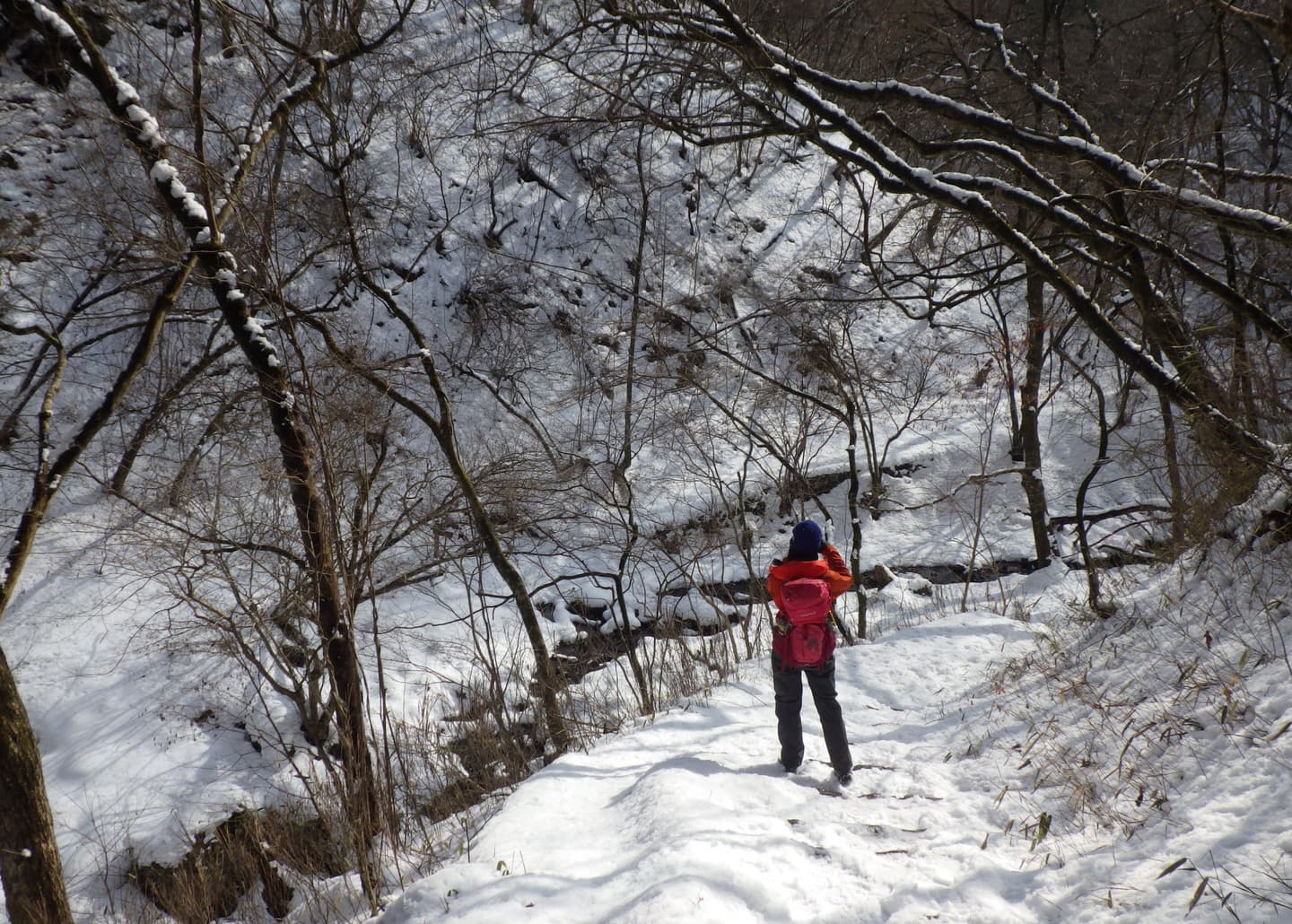 樹皮が一部剥げてしまっている木