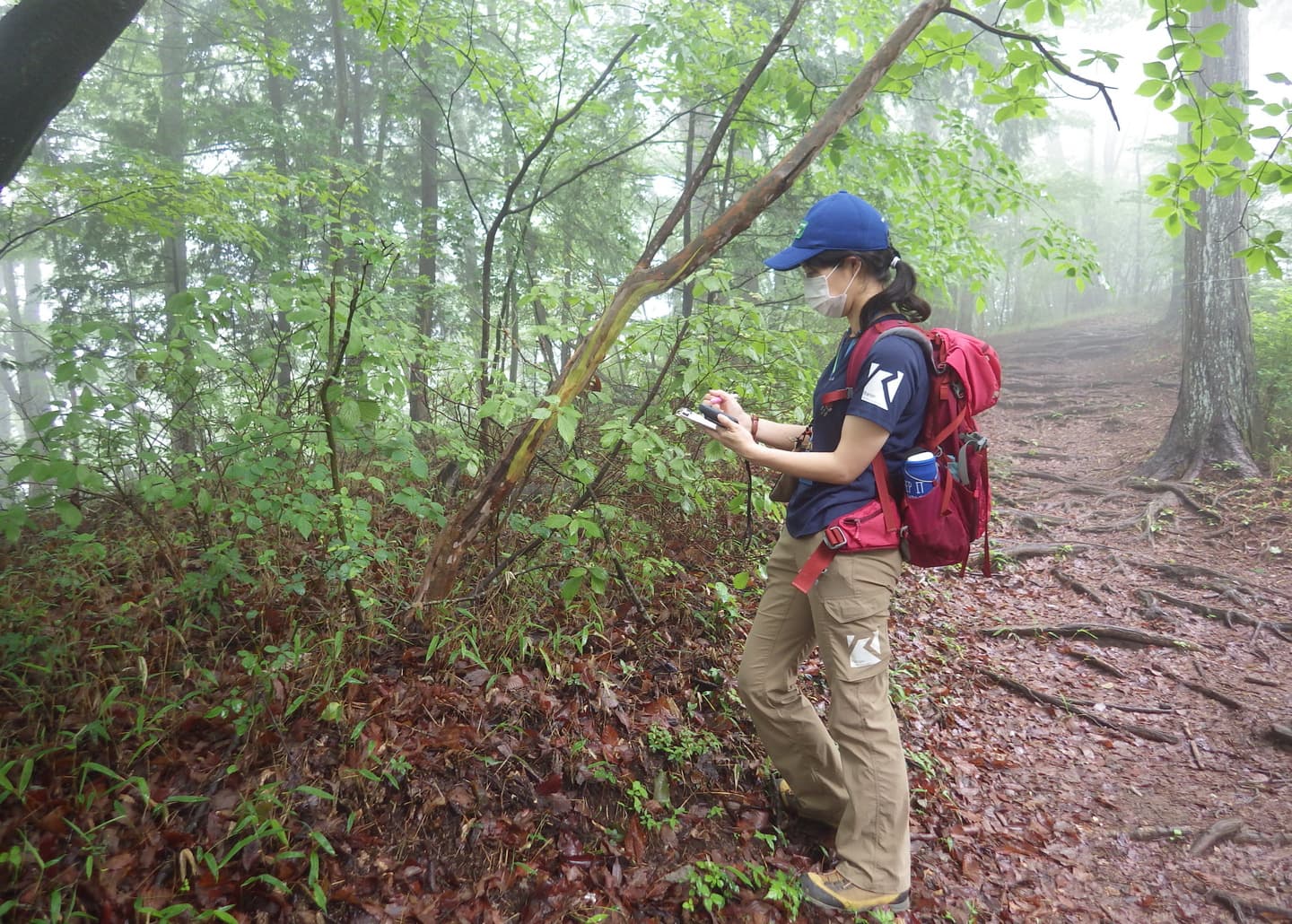 樹皮が一部剥げてしまっている木
