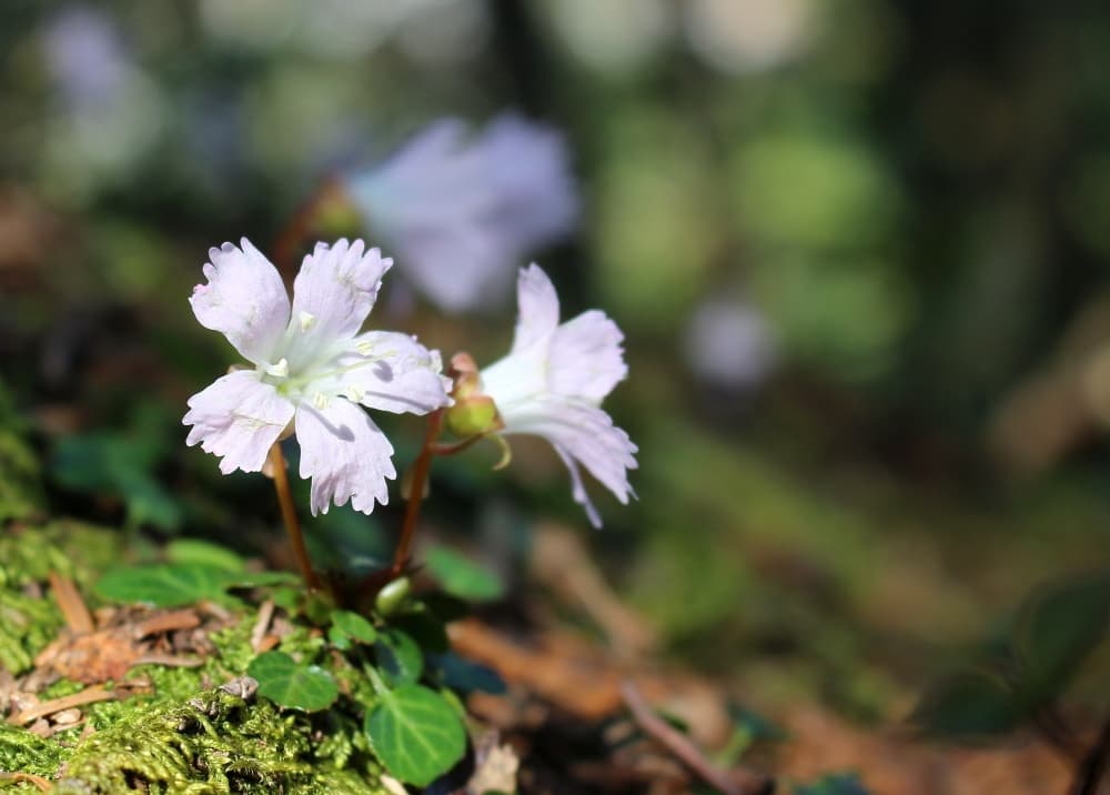 黒く丸い糞がたくさん落ちている